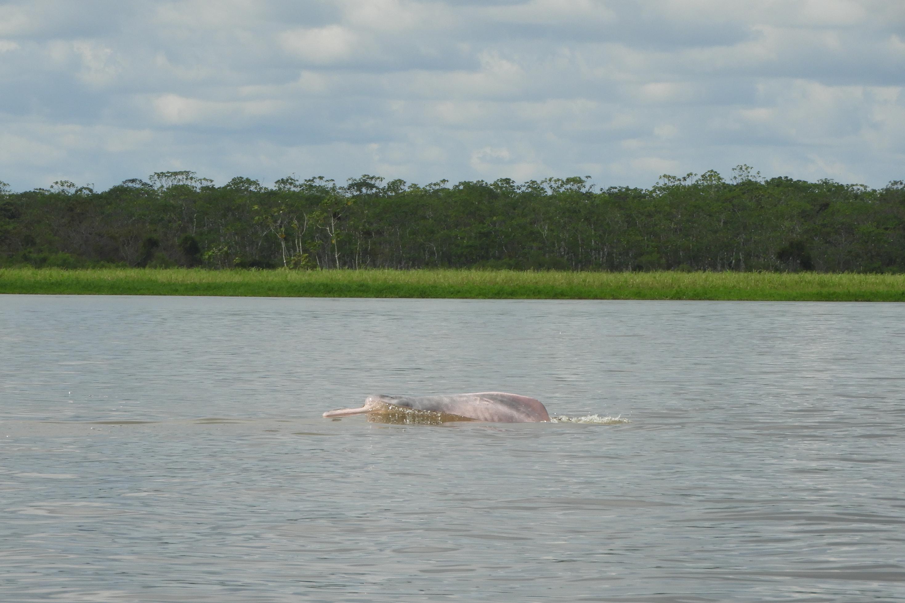 Der Amazonas Flussdelfin hat im Laufe der Evolution einen langen Schnabel ausgebildet, der ihn mit seiner rosa Färbung wie ein verwunschenes Unterwasser-Einhorn aussehen lässt.