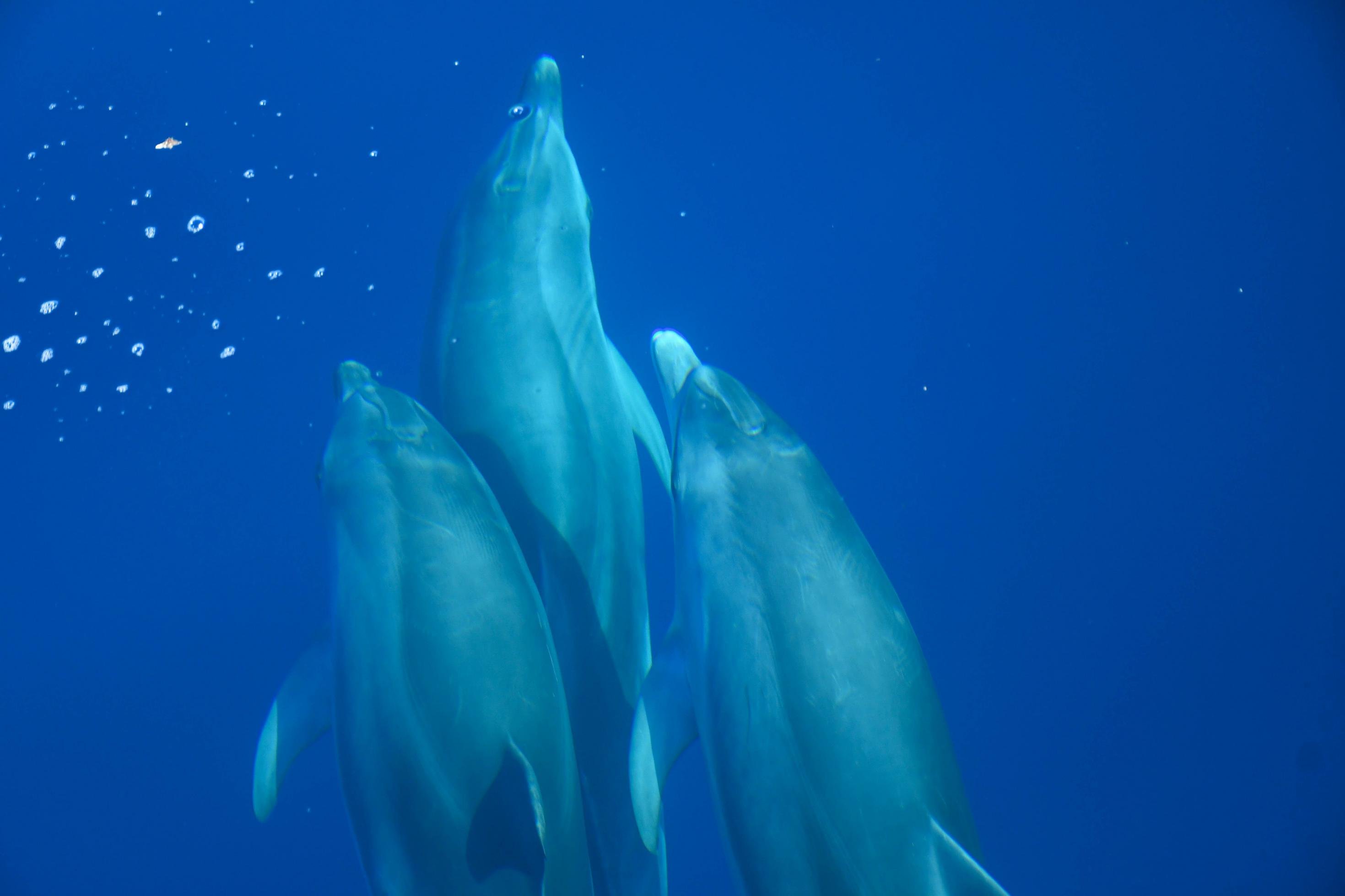 Drei Delfine schwimmen dicht beieinander unter Wasser und sind von oben aufgenommen.