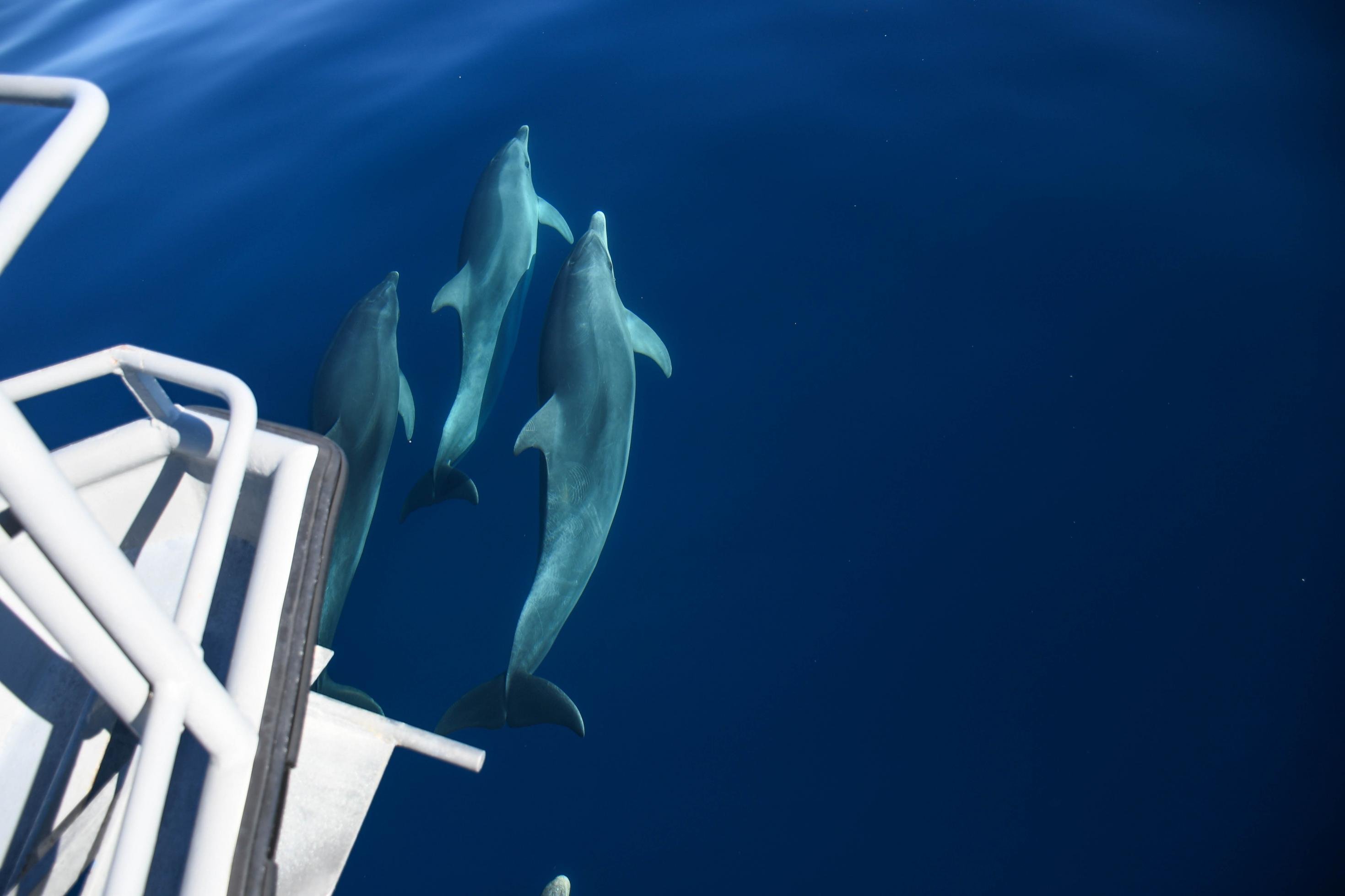 Unter dem Bug eines Schiffes sind drei Delfine im Wasser zu sehen, die dicht beieinander schwimmen