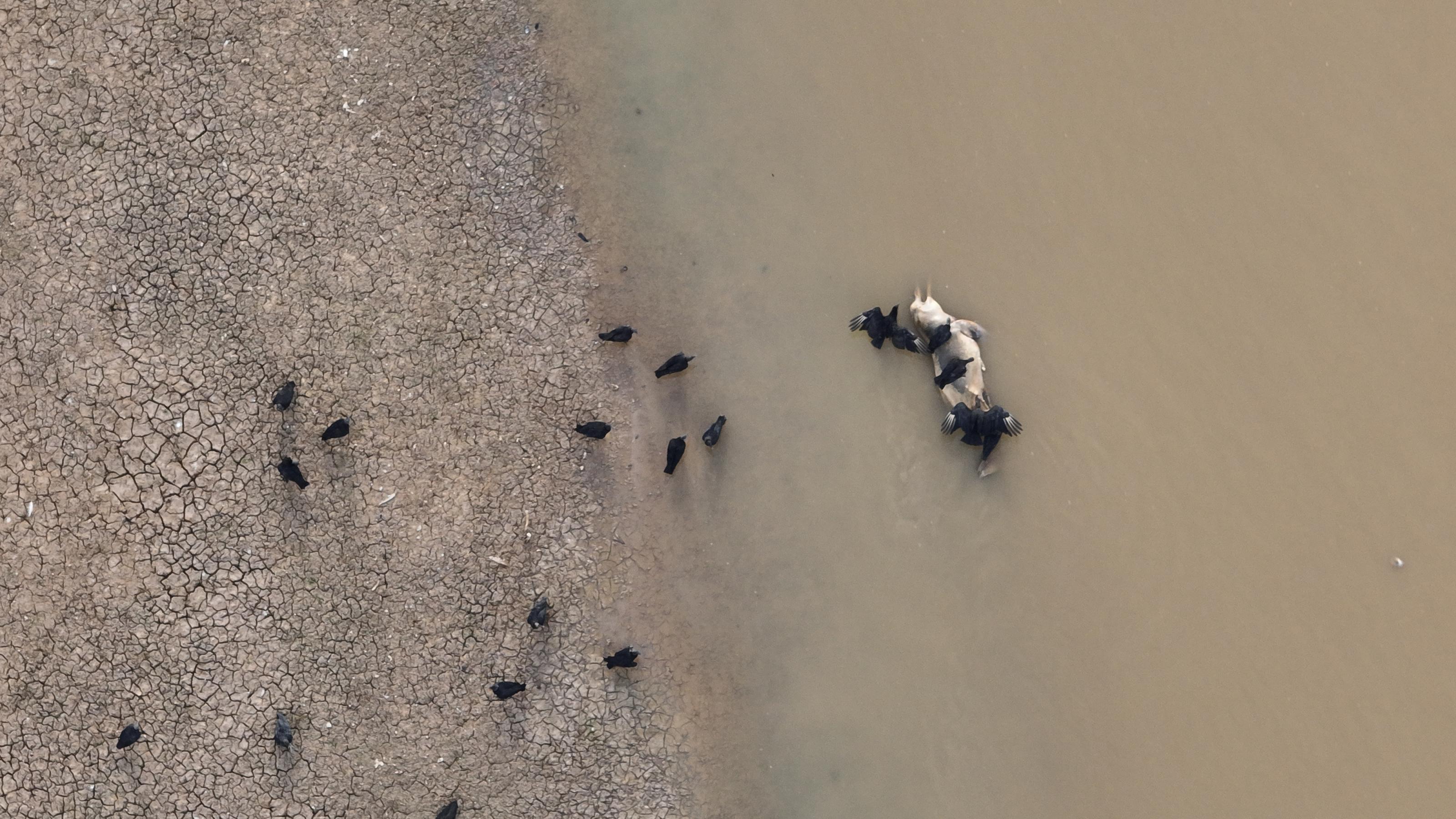 Luftaufnahme von einem toten Flussdelfin, der von Aasgeiern gefressen wird