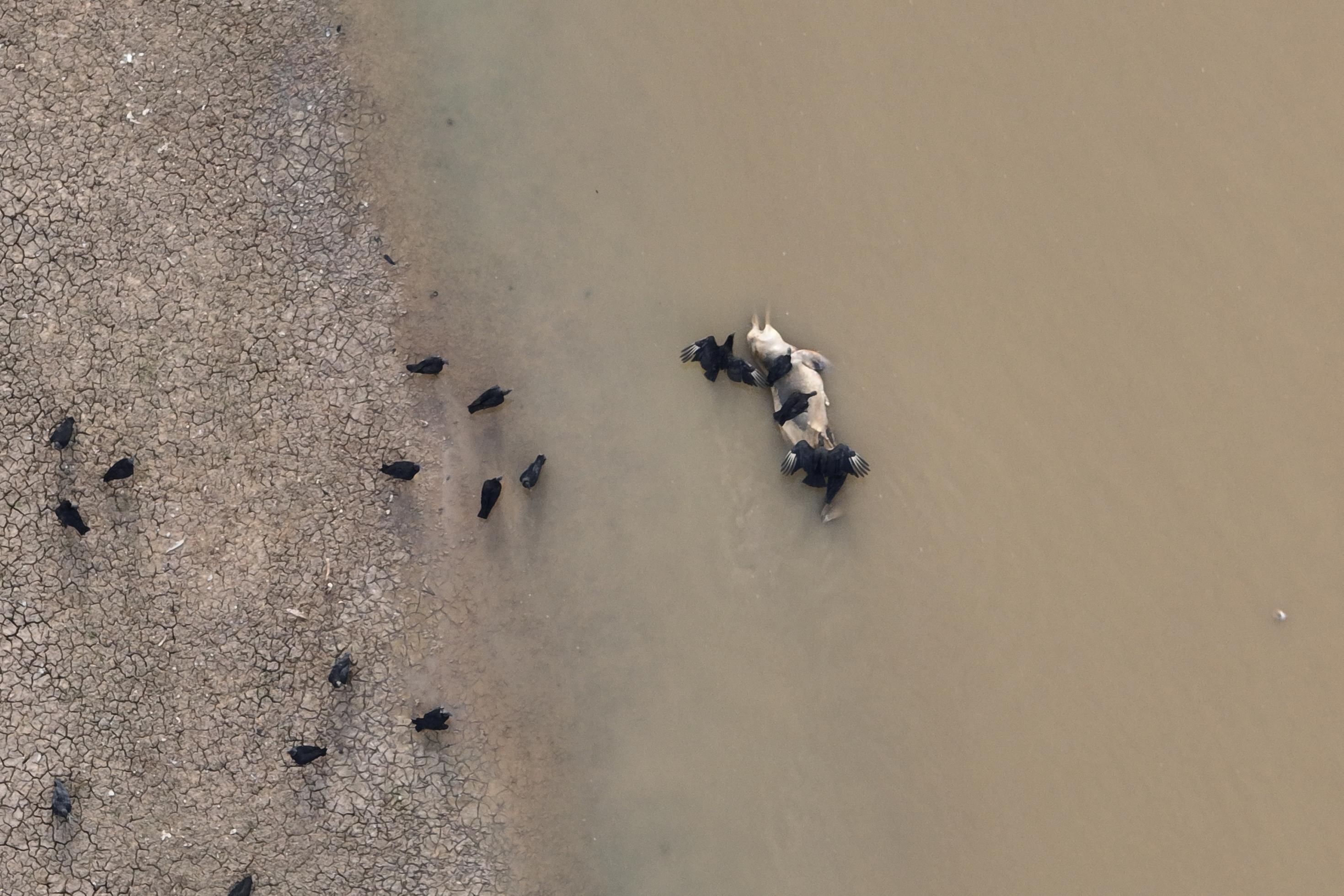 Luftaufnahme von einem toten Flussdelfin, der von Aasgeiern gefressen wird
