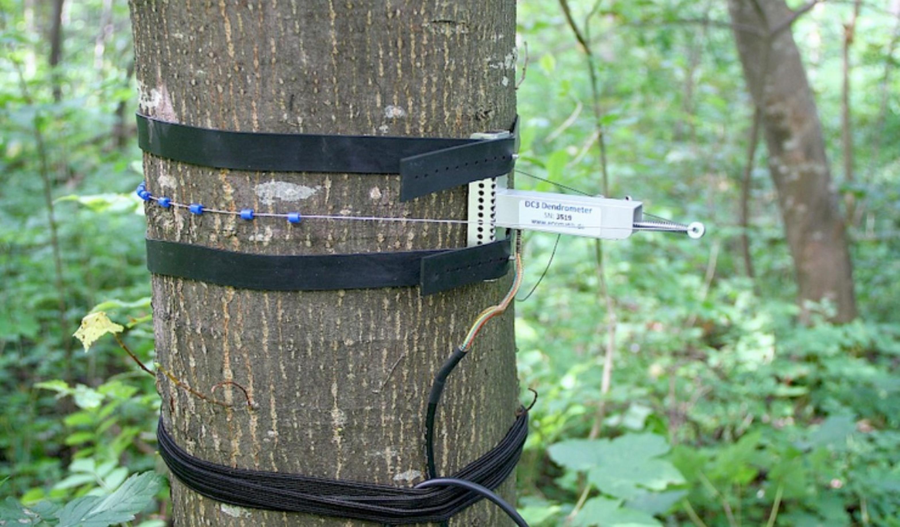 Elektronische Dendrometer messen Veränderungen des Stammumfangs eines Baums.