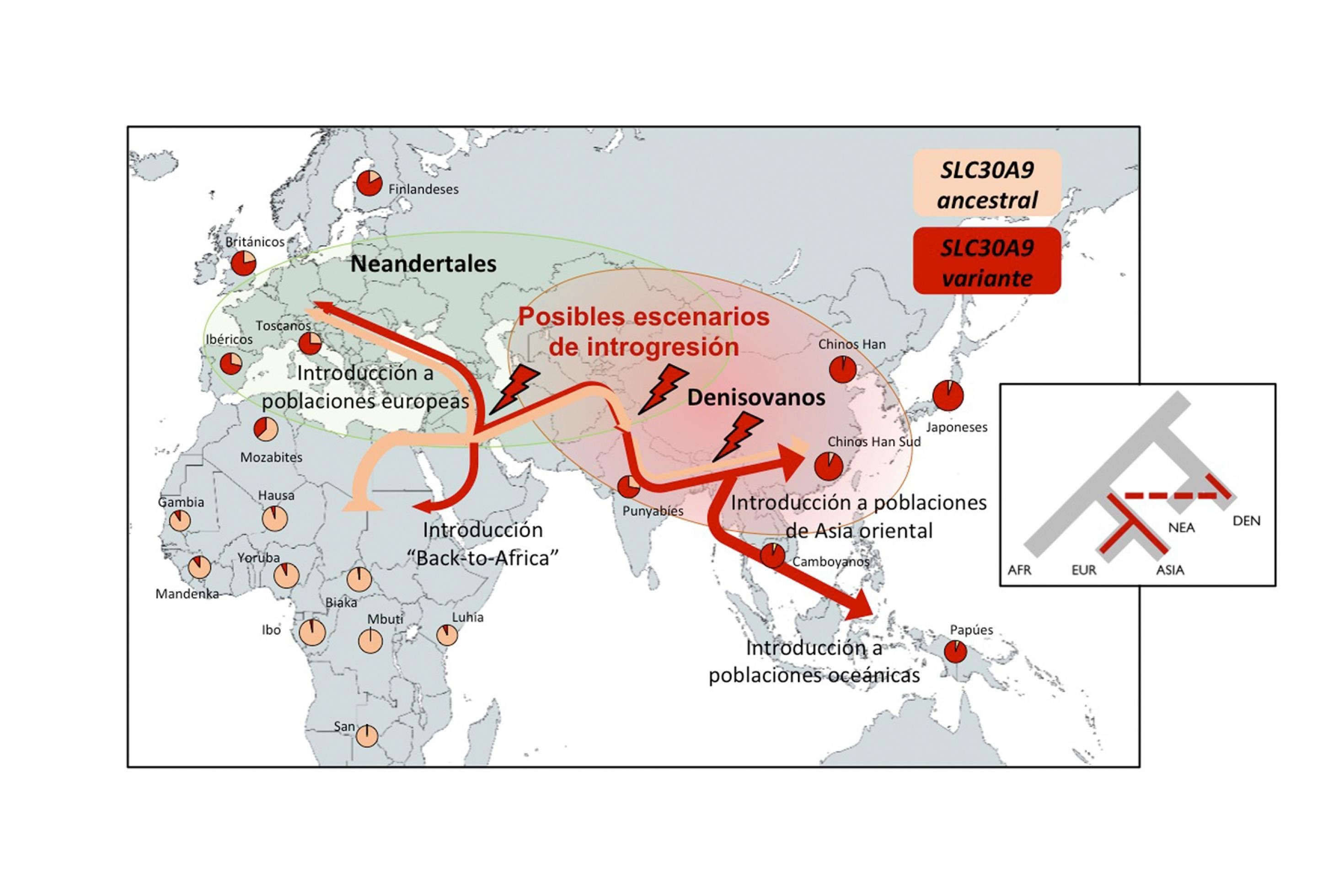 Die Karte der Kontinente Asien, Europa und Afrika zeigt in Form von Tortendiagrammen die heutige Verteilung zweier genetischer Varianten eines bestimmten Genes. Die eine Variante ist in Afrika sehr häufig, die andere in Asien und Europa. Zudem sind Pfeile eingezeichnet, die die zeitliche Ausbreitung der Varianten darstellt.