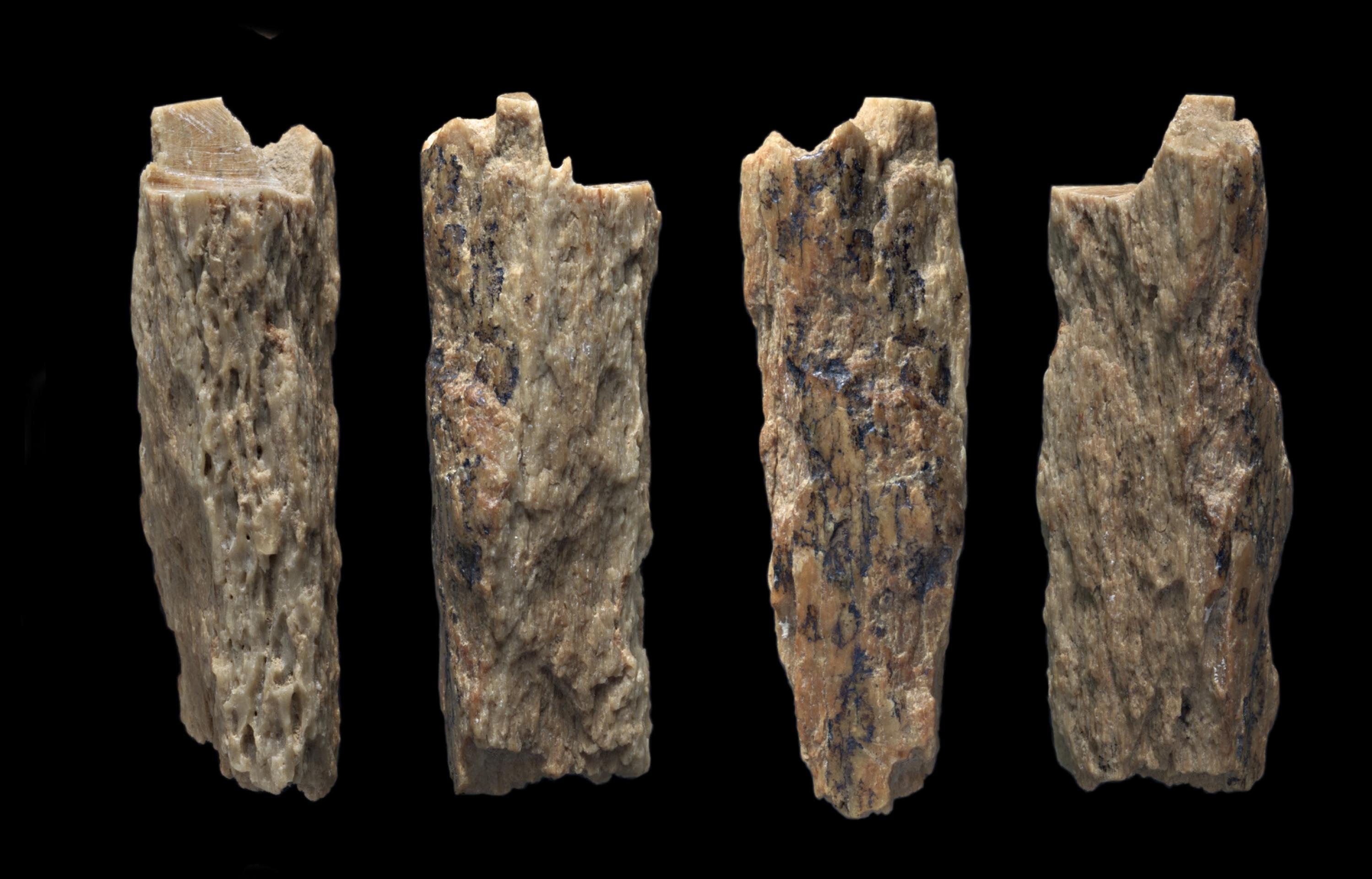 Auf dem Foto wird ein Knochenbruchstück gezeigt, das im Jahr 2012 in der Denisova-Höhle gefunden wurde und ein besonderes Geheimnis birgt. Es gehörte einst einer jungen Frau, deren Mutter Neandertalerin und deren Vater Denisova-Mensch war. Das ergab die Analyse ihrer Erbsubstanz.