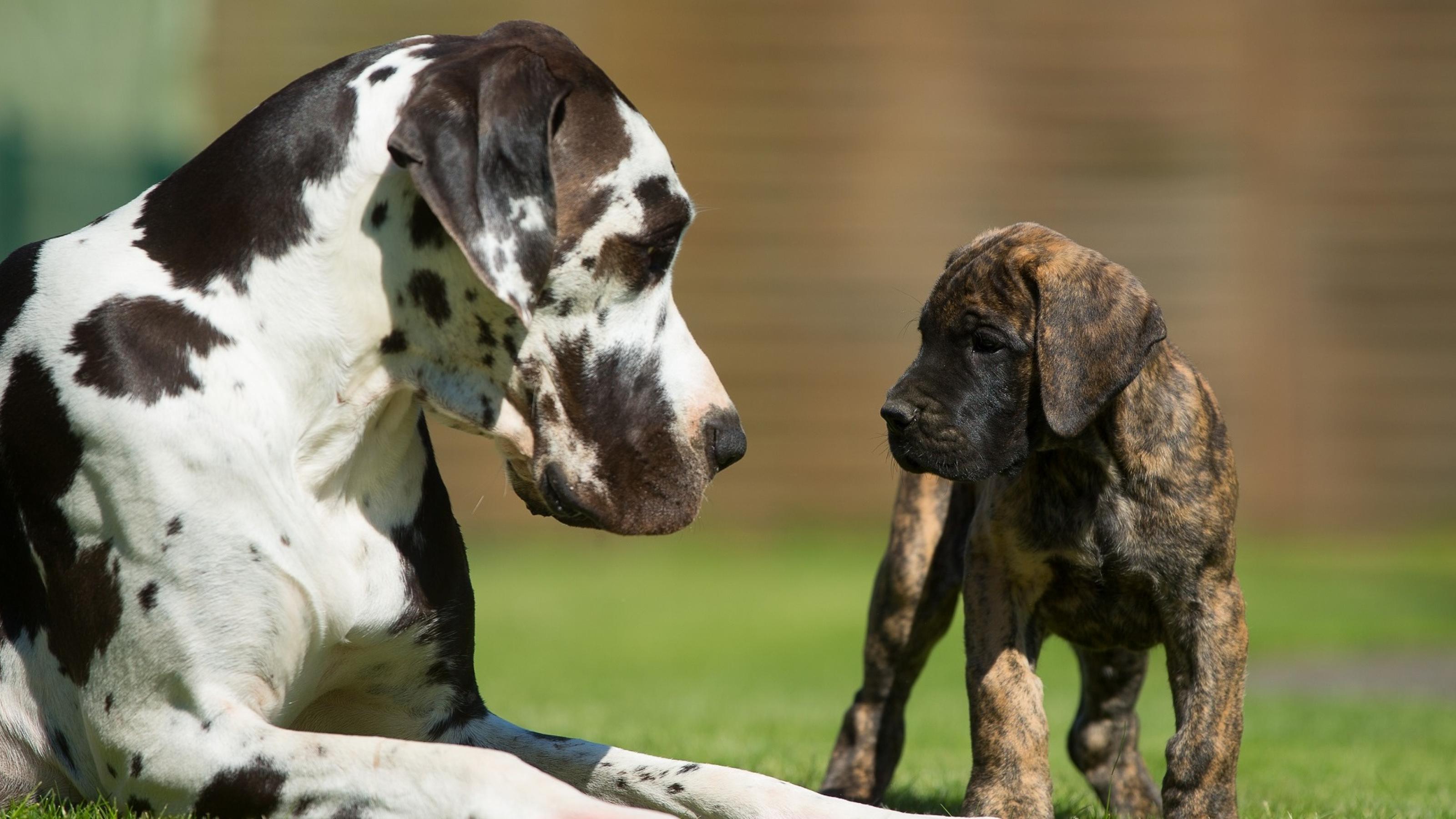 Eine schwarz-weiß gefleckte große deutsche Dogge liegt auf einer Wiese. Vor ihr steht ein brauner Doggen-Welpe. Beide schauen sich in die Augen.