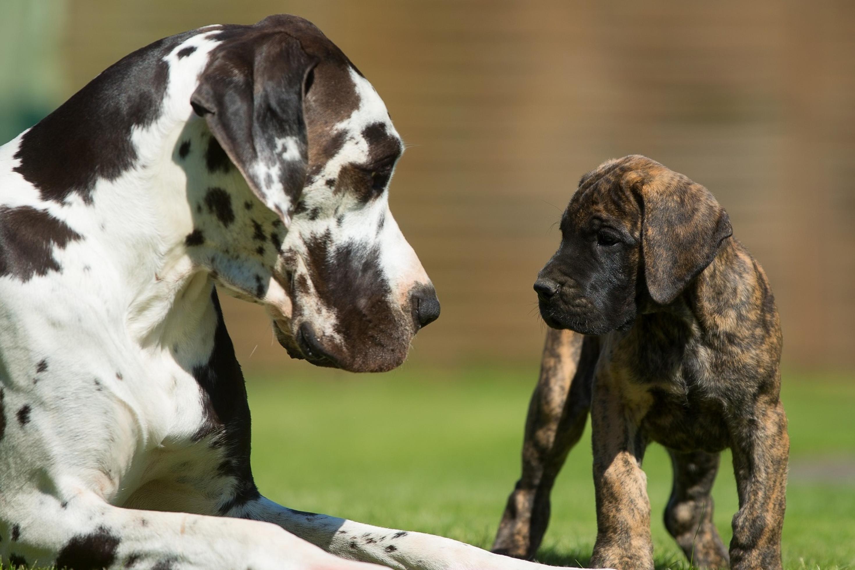 Eine schwarz-weiß gefleckte große deutsche Dogge liegt auf einer Wiese. Vor ihr steht ein brauner Doggen-Welpe. Beide schauen sich in die Augen.
