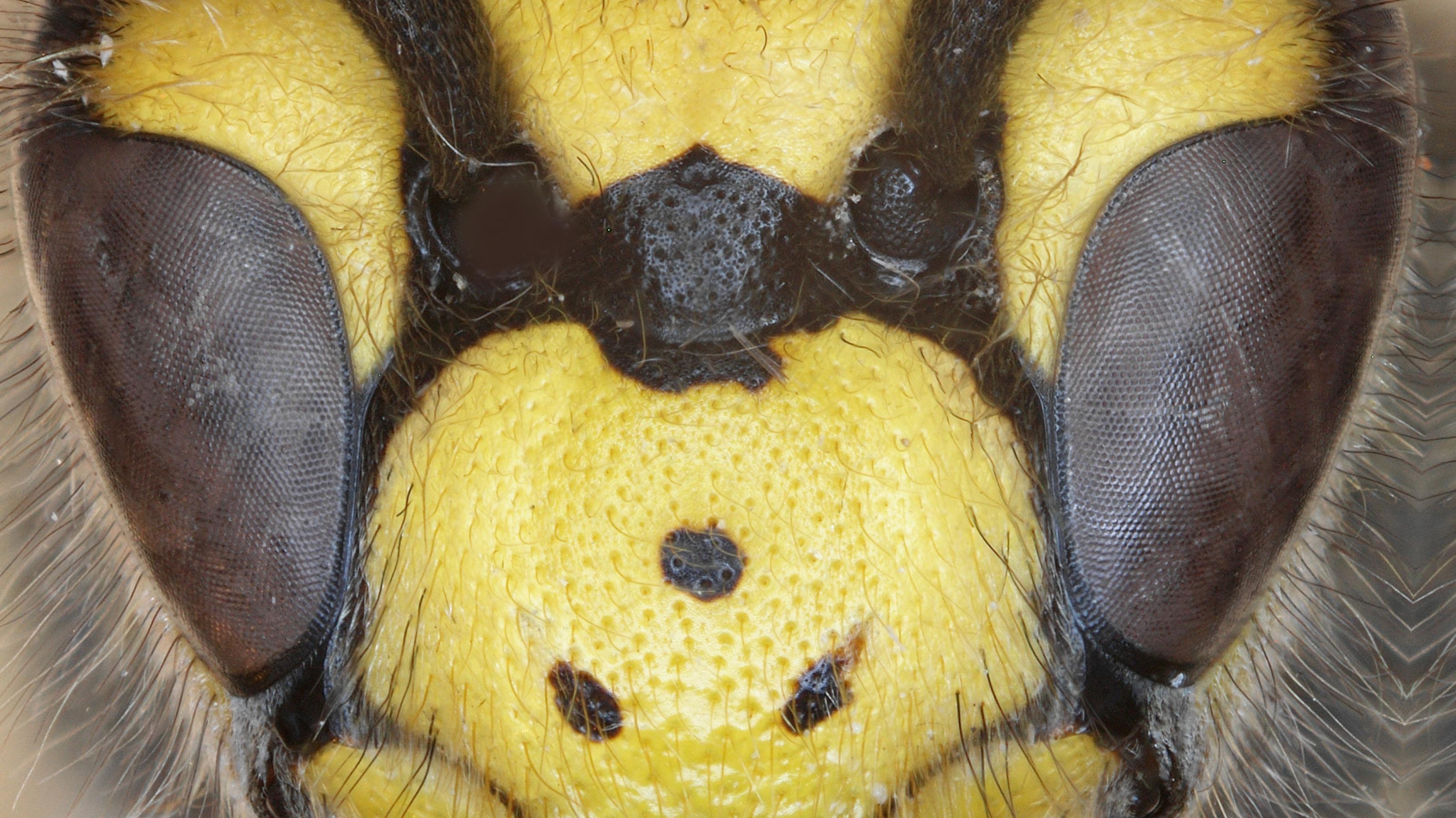 Deutsche Wespe (Vespula germanica)