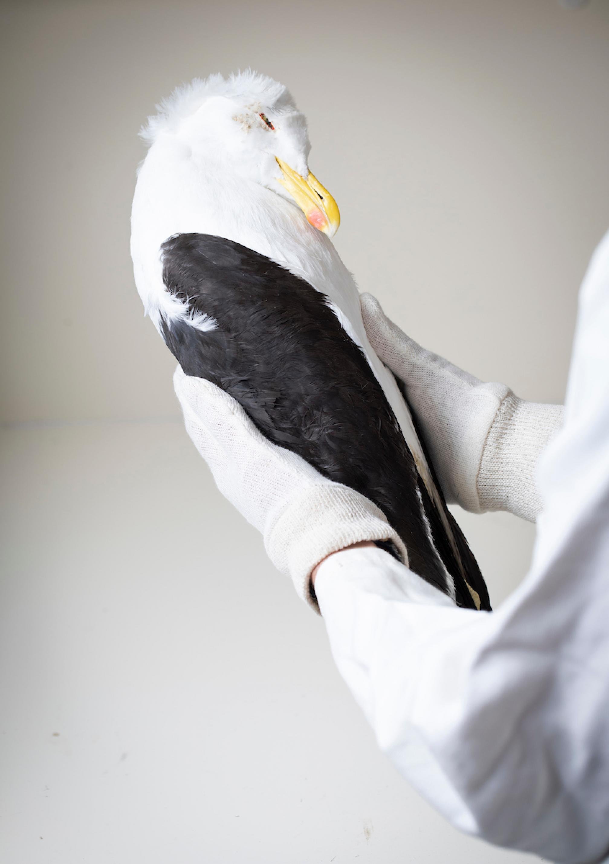 Denise Hardesty hält eine tote Dickschnabelmöwe in der Hand. Der Mageninhalt des Vogels hilft bei der Forschung.