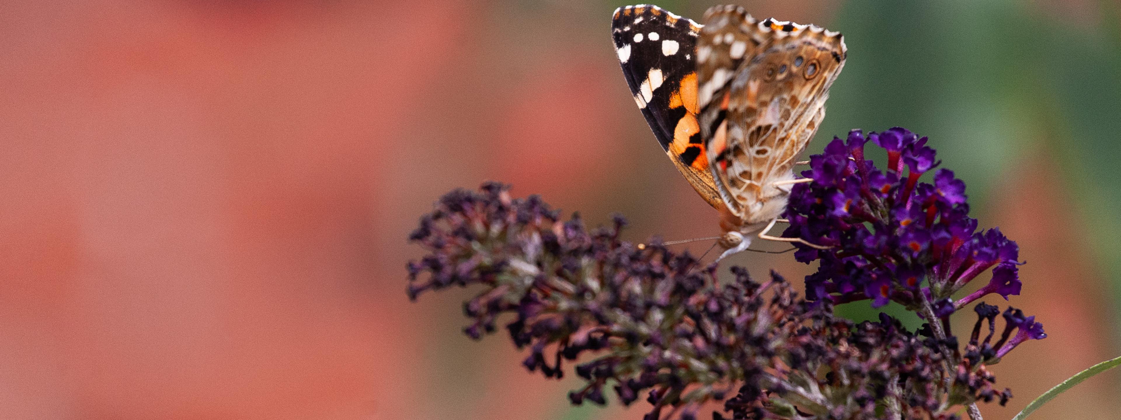 Ein Schmetterling auf einer Blütentraube.