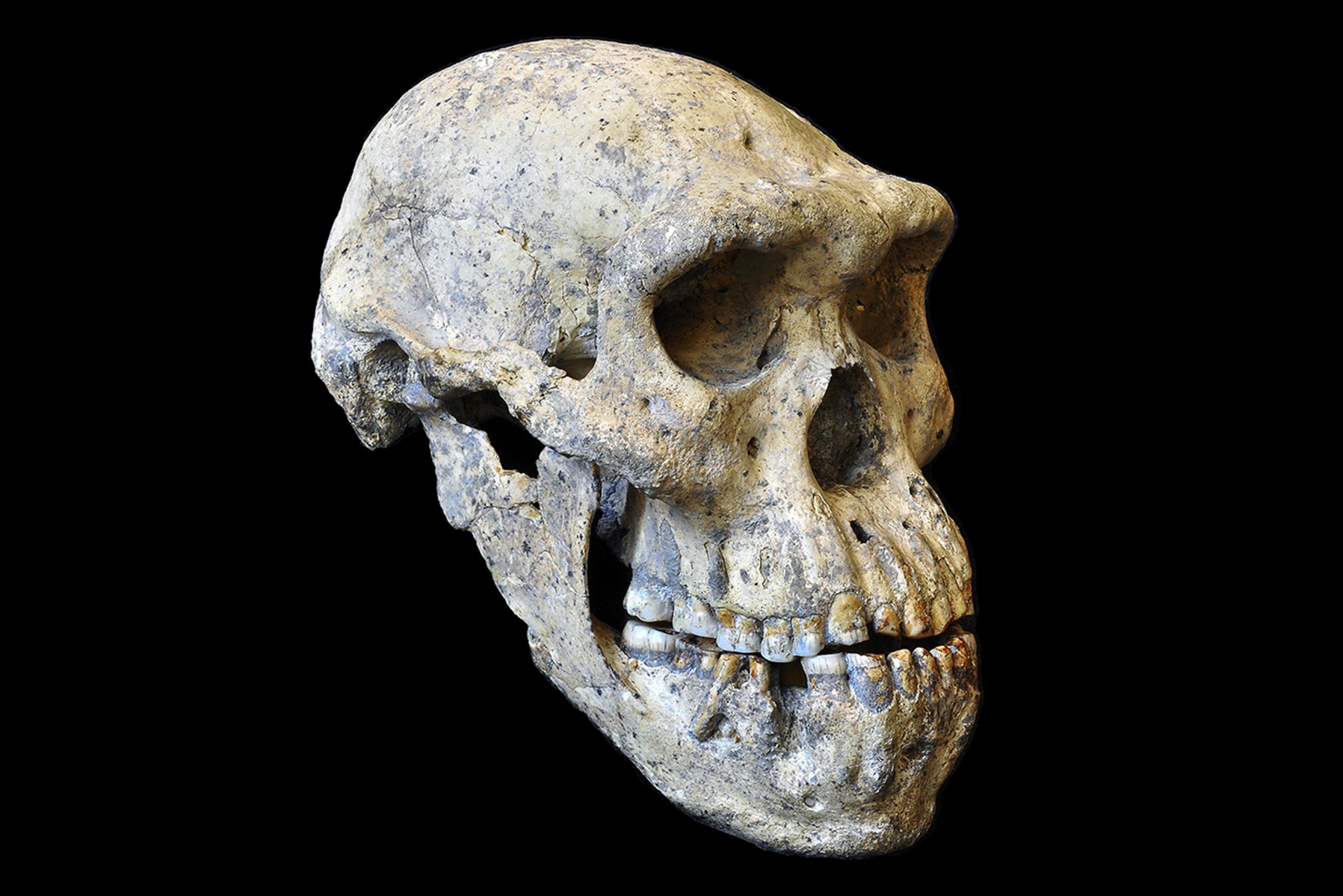 Das Foto zeigt den perfekt erhaltenen versteinerten Schädel, der in der georgischen Ruinenstadt Dmanisi als fünftes Fossil nach vier anderen Schädeln ausgegraben wurde. Der Ur- oder Vormensch besaß ein ungewöhnlich kleines Gehirn, das ein Volumen von nur 546 Kubikzentimeter aufwies. Er hatte zudem dicke Überaugenwülste und recht große Kiefer – das alles sind urtümliche Merkmale. Die anderen, an derselben Stelle gefundenen Schädel wirken dagegen deutlich moderner. Aber alle stammen aus dergleichen Zeit vor 1,8 Millionen Jahren.