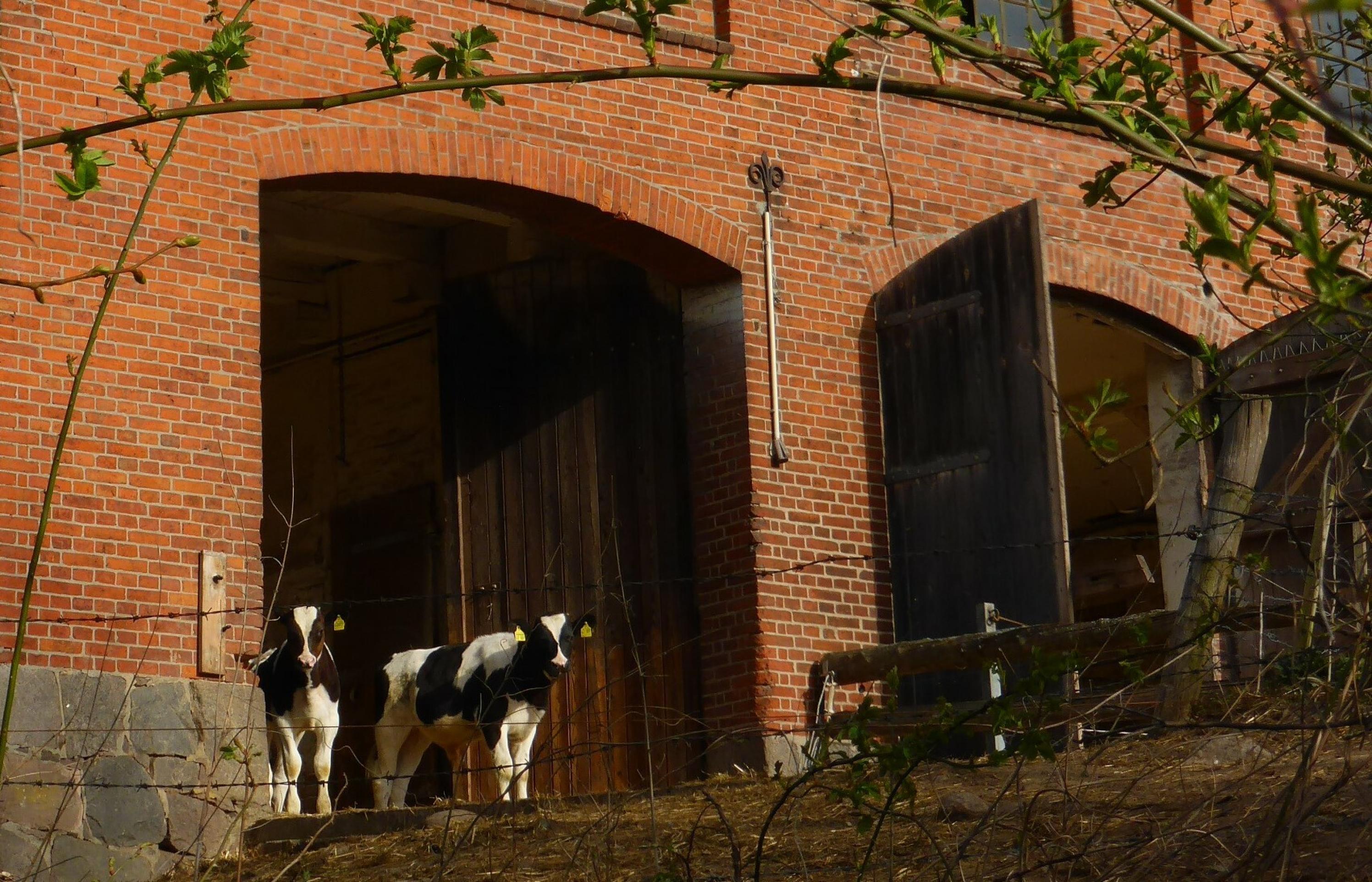 Vor dem offenen Tor eines Backsteins-Stallgebäudes lugen zwei Holstein-Kälber in die Morgensonne.