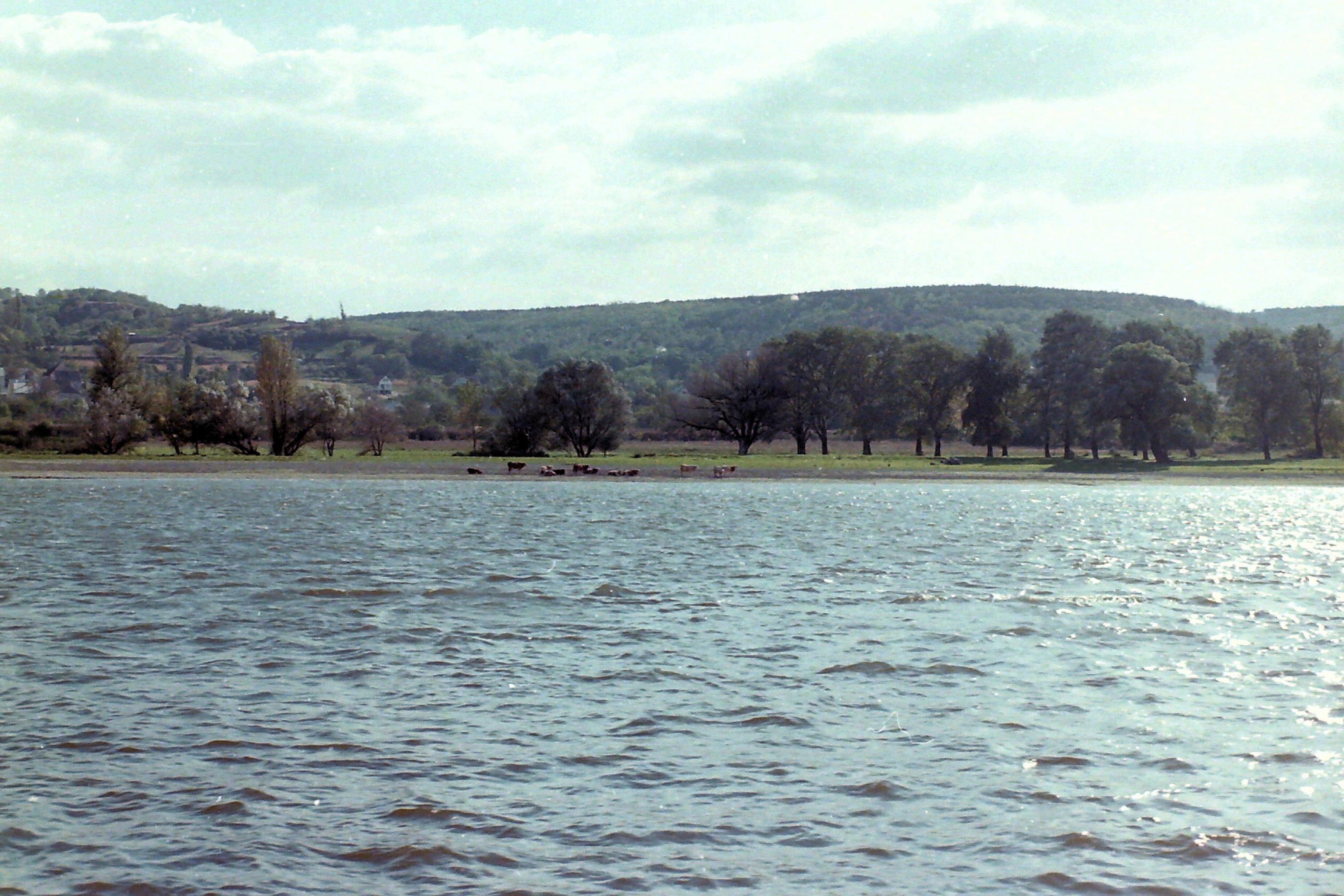 Fluss mit Kühen am Ufer