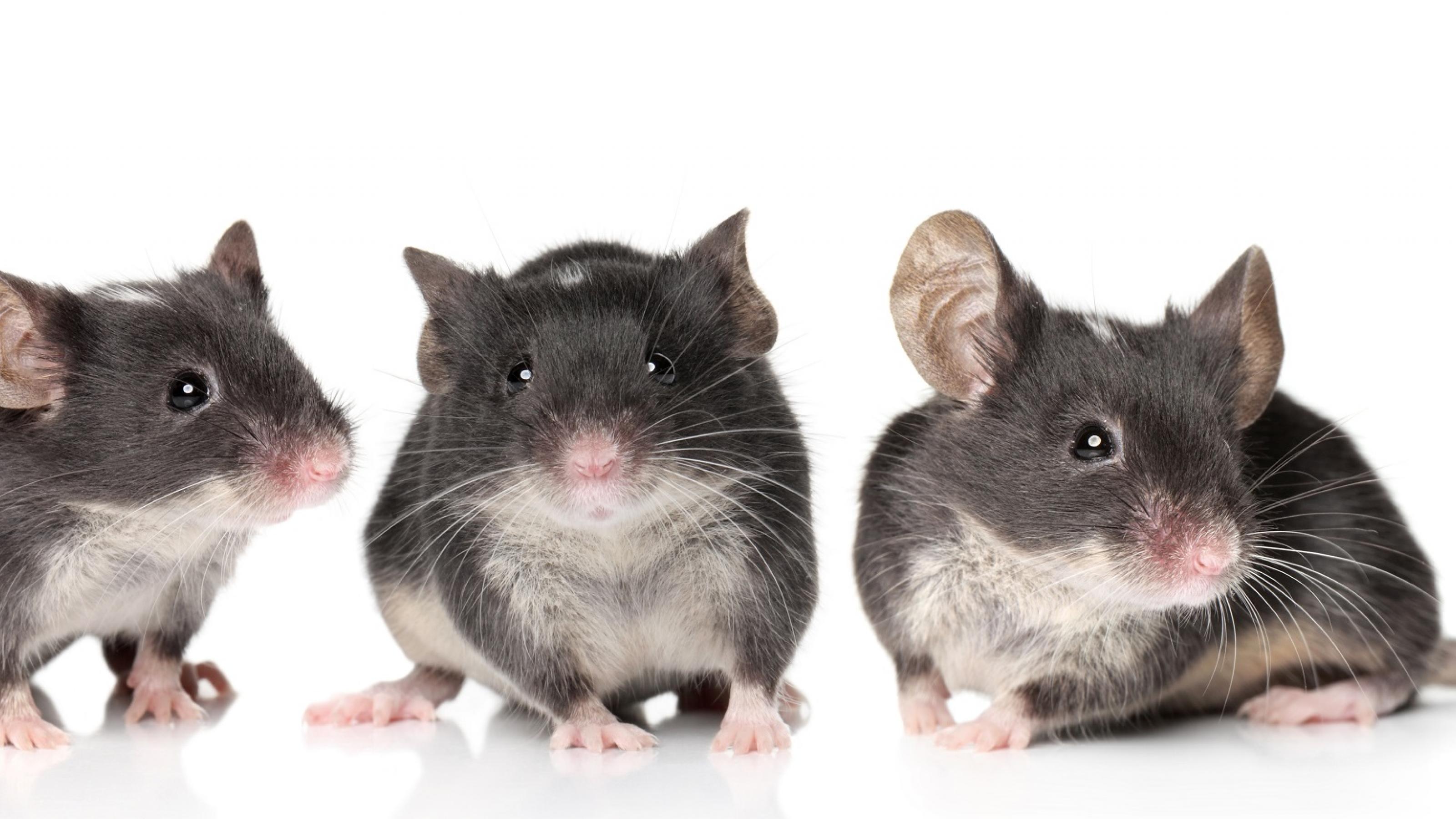 Drei niedliche grau-weiße Mäuse sitzen nebeneinander vor weißem Hintergrund.