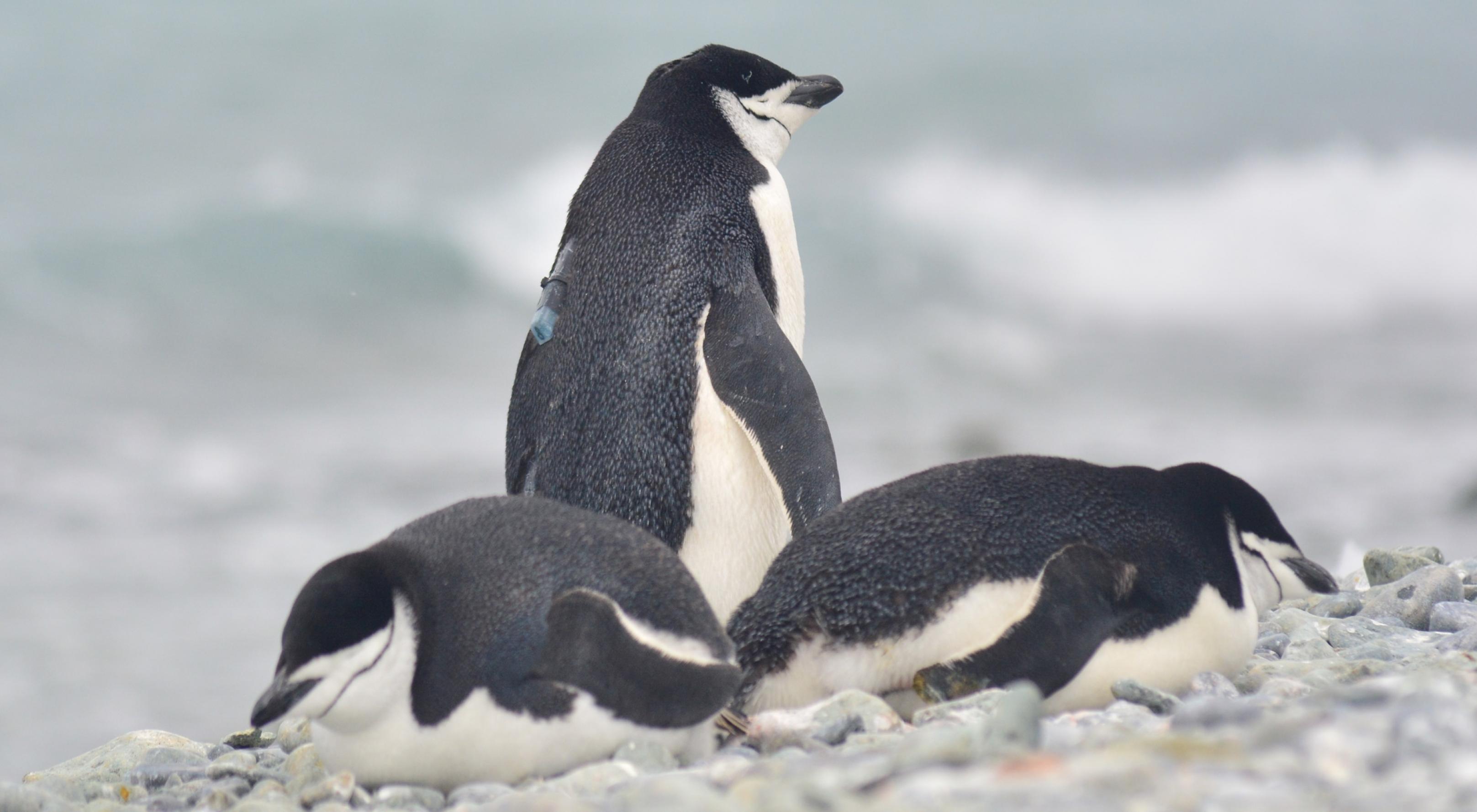 Ein stehender und zwei liegende schwarz-weiße Pinguine. Der Stehende trägt am Rücken eine unauffällig, kleine Kiste. mit Antenne