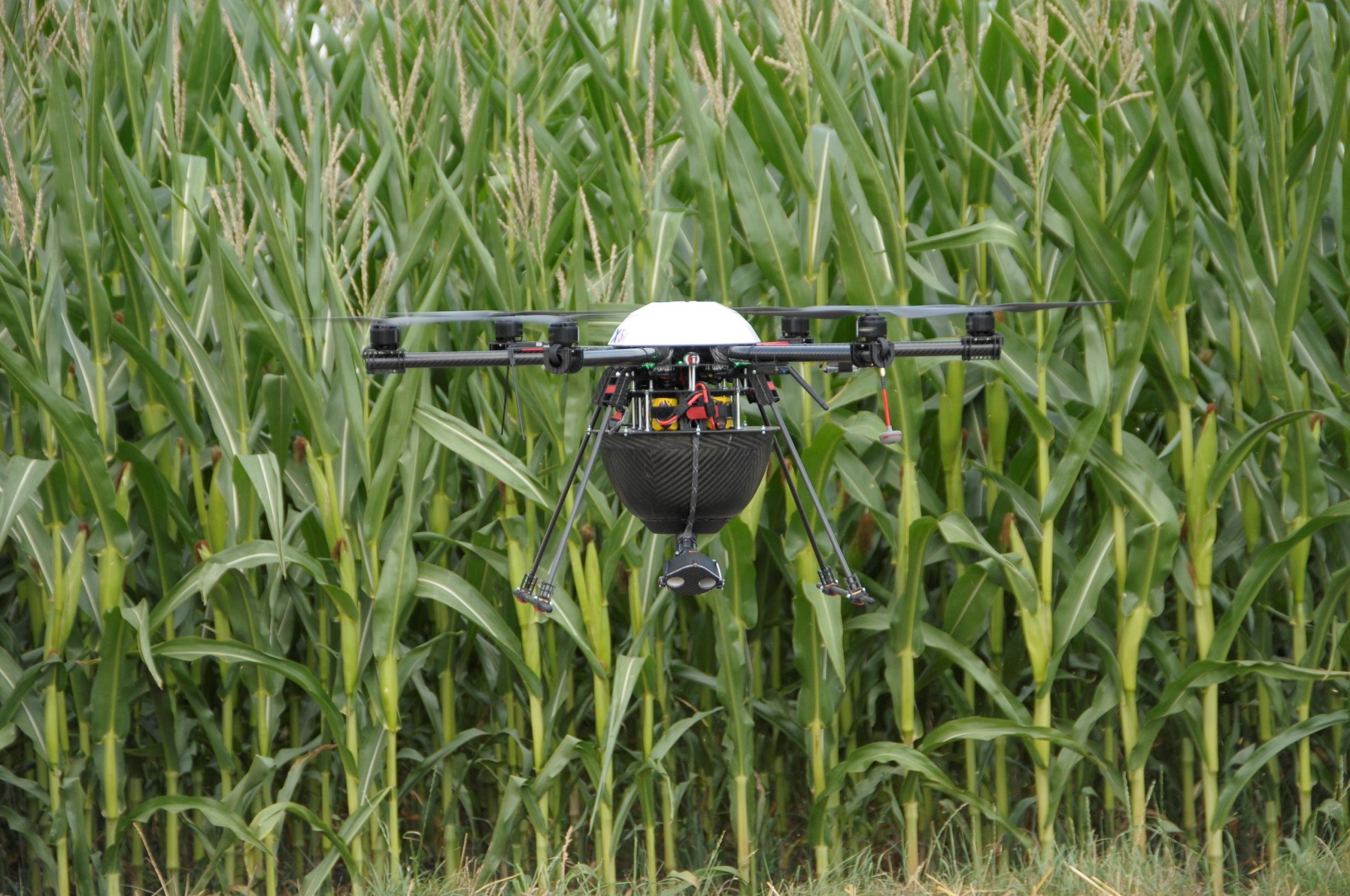 Drohne im Maisfeld: Der kleine Helikopter verteilt Trichogramma-Schlupfwespen, den natürlichen Feind des Maiszünslers