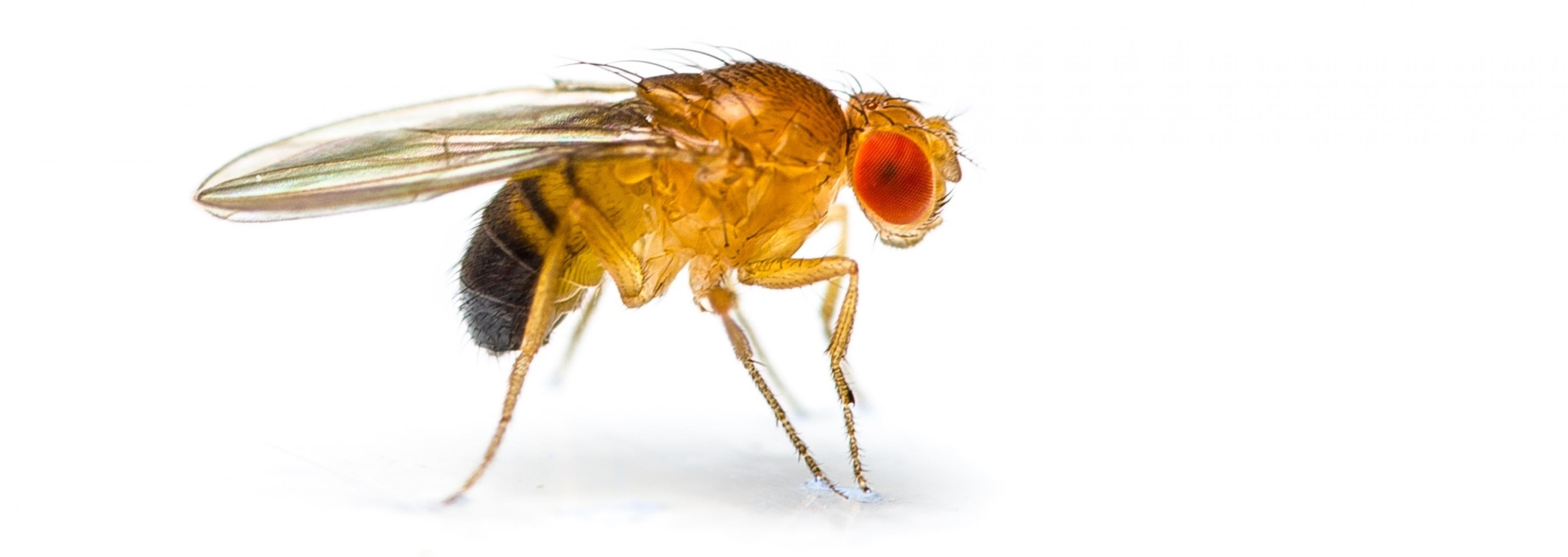 Eine rotäugige Fruchtfliege Drosophila melanogaster vor weißem Hintergrund