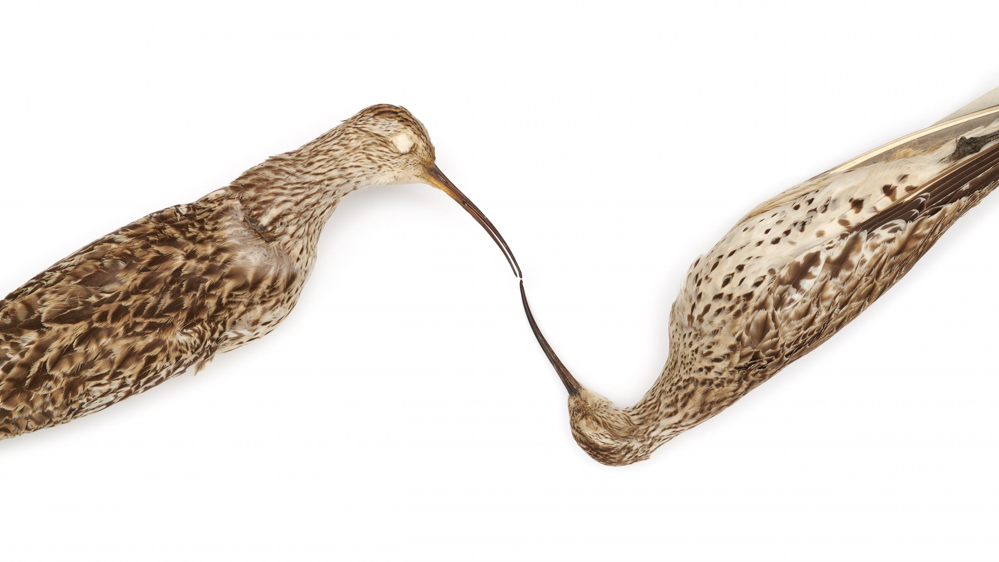 Slender-billed Curlew