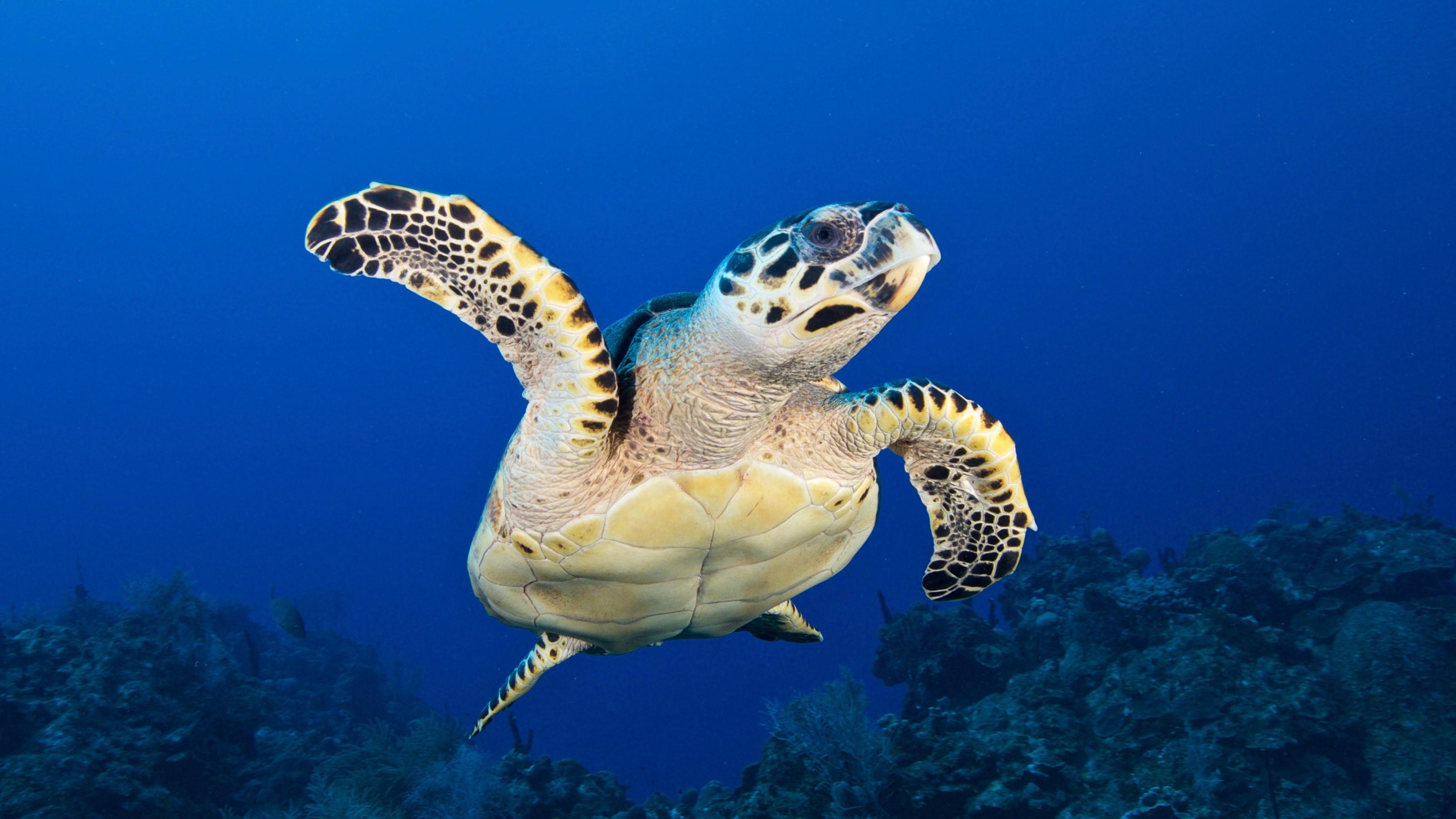 Foto einer Echten Karettschildkröte, die im Meer vor Belize schwimmt.