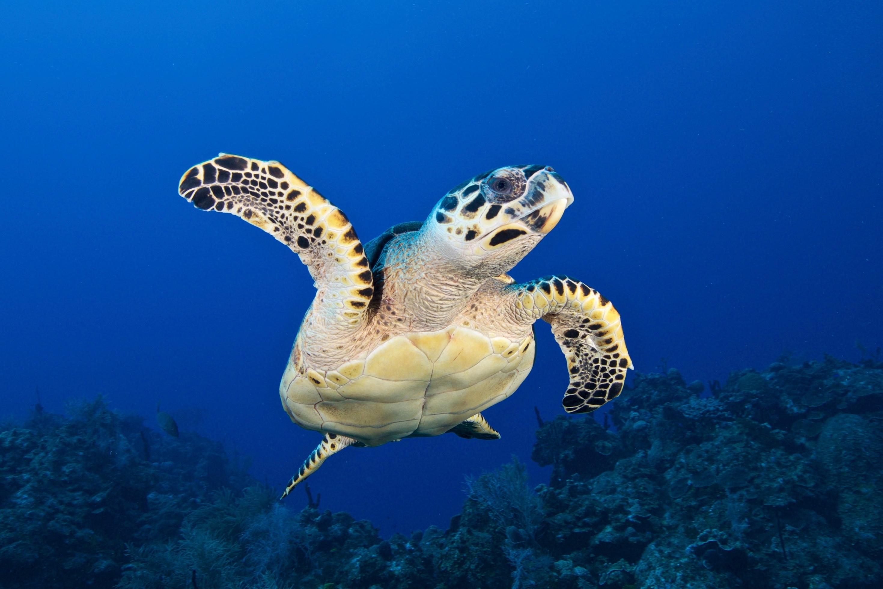 Foto einer Echten Karettschildkröte, die im Meer vor Belize schwimmt.