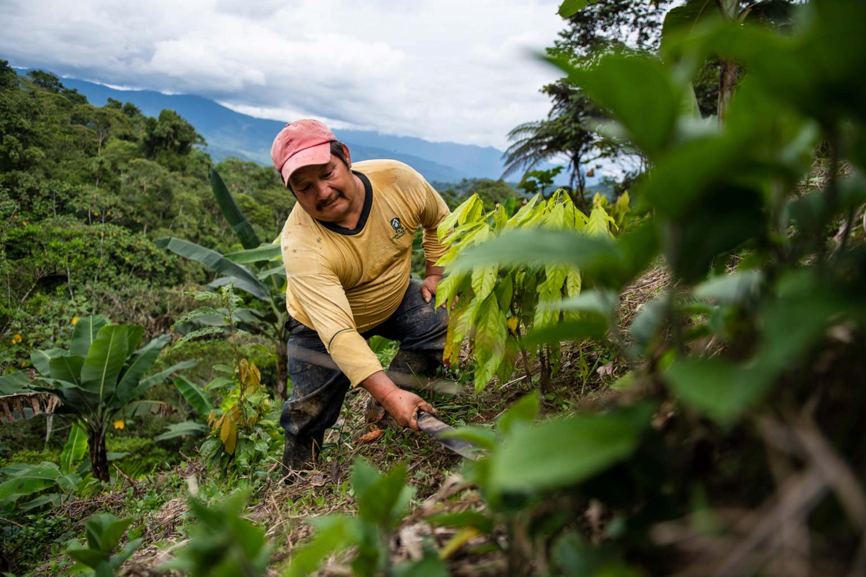 Bauer Guerrero arbeitet mit Machete an einem Abhang in Panguitza/Ecuador zwischen Kakao-Pflanzen.