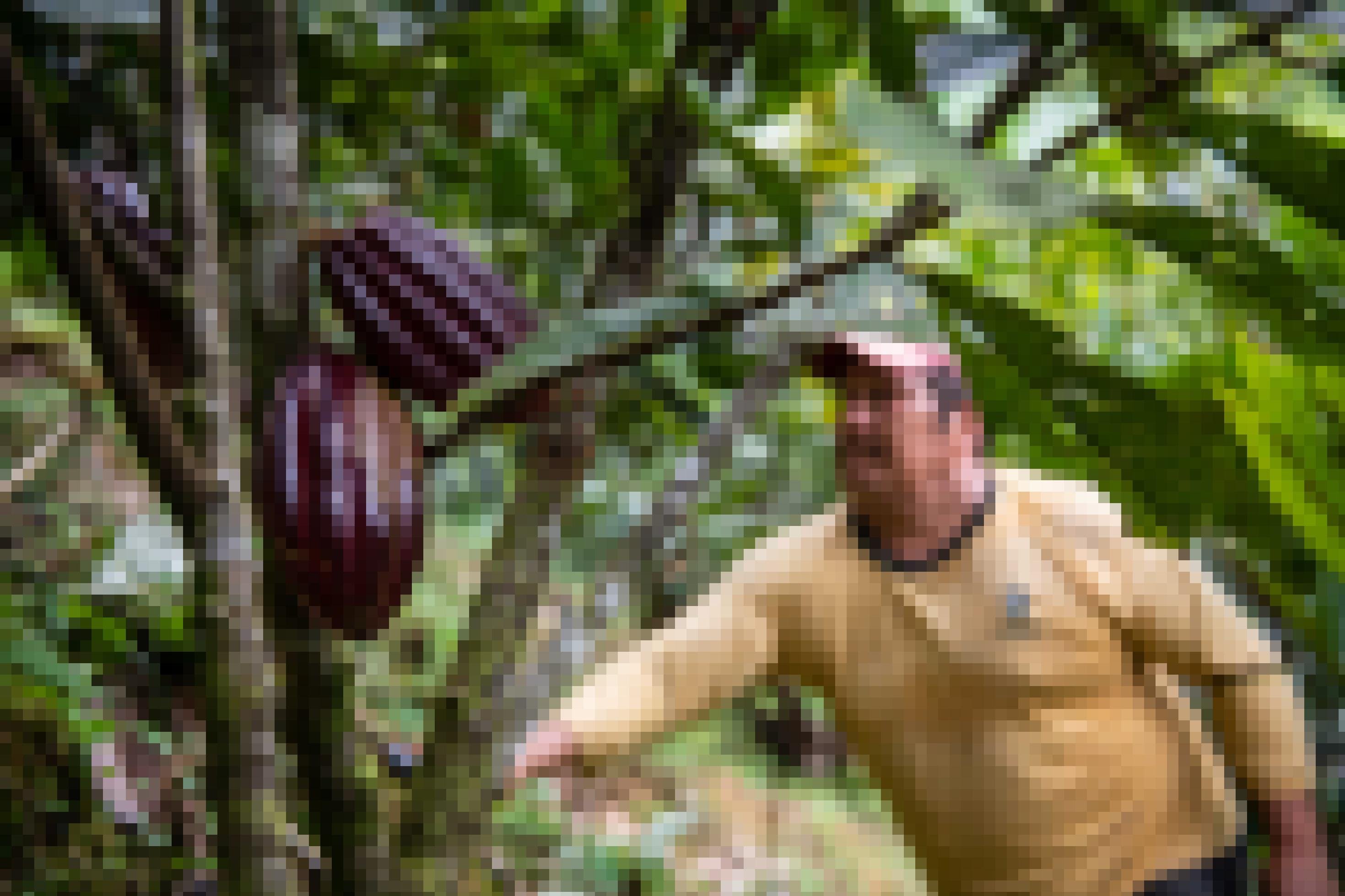Rote Kakao-Bohnen, dahinter arbeitet Bauer Rosalindo Guerrero mit der Machete, Panguintza, Ecuador