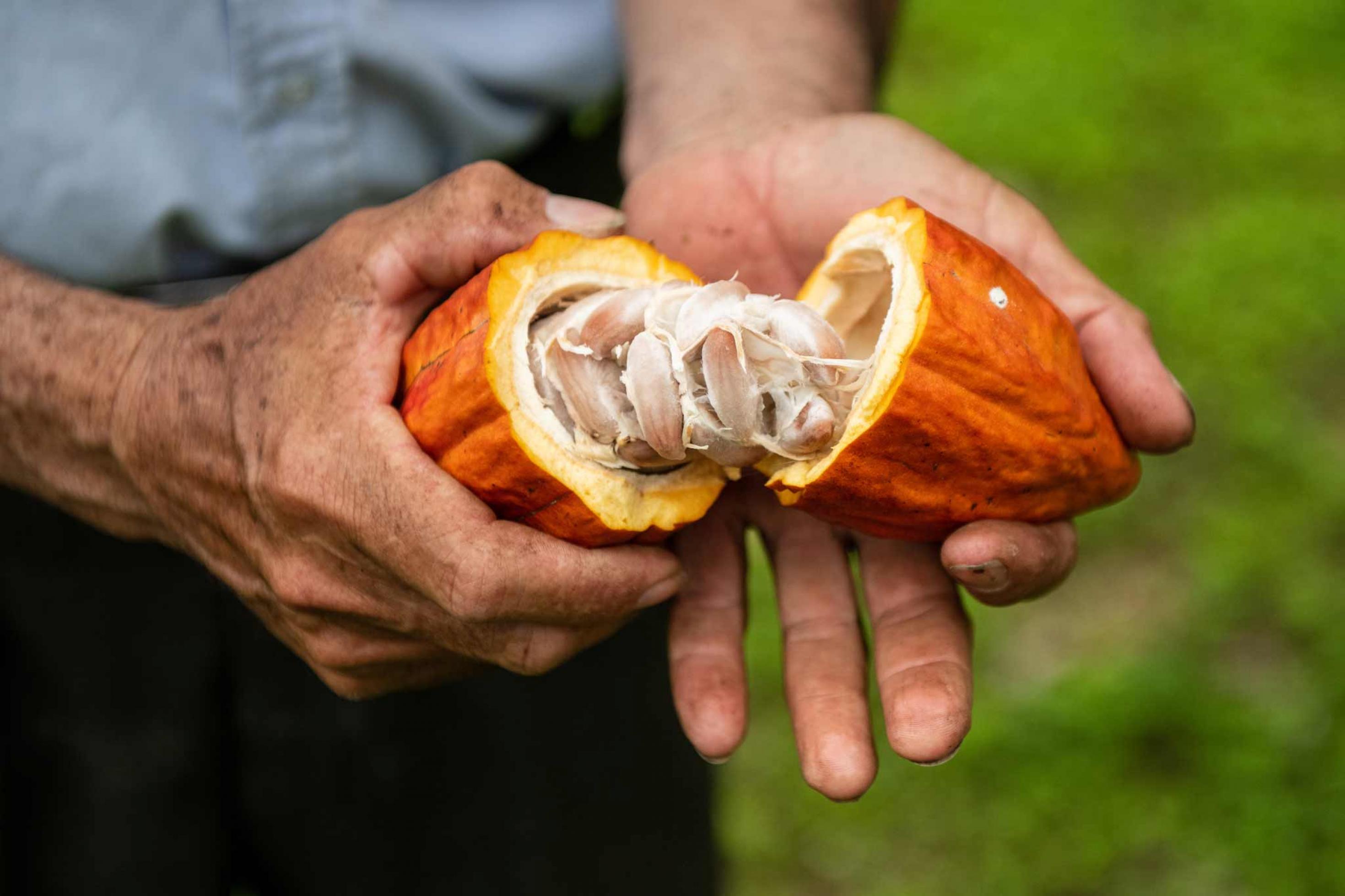 Geöffnete Kakao-Schote mit Bohnen in der Hand eines Bauern, Panguintza/Ecuador
