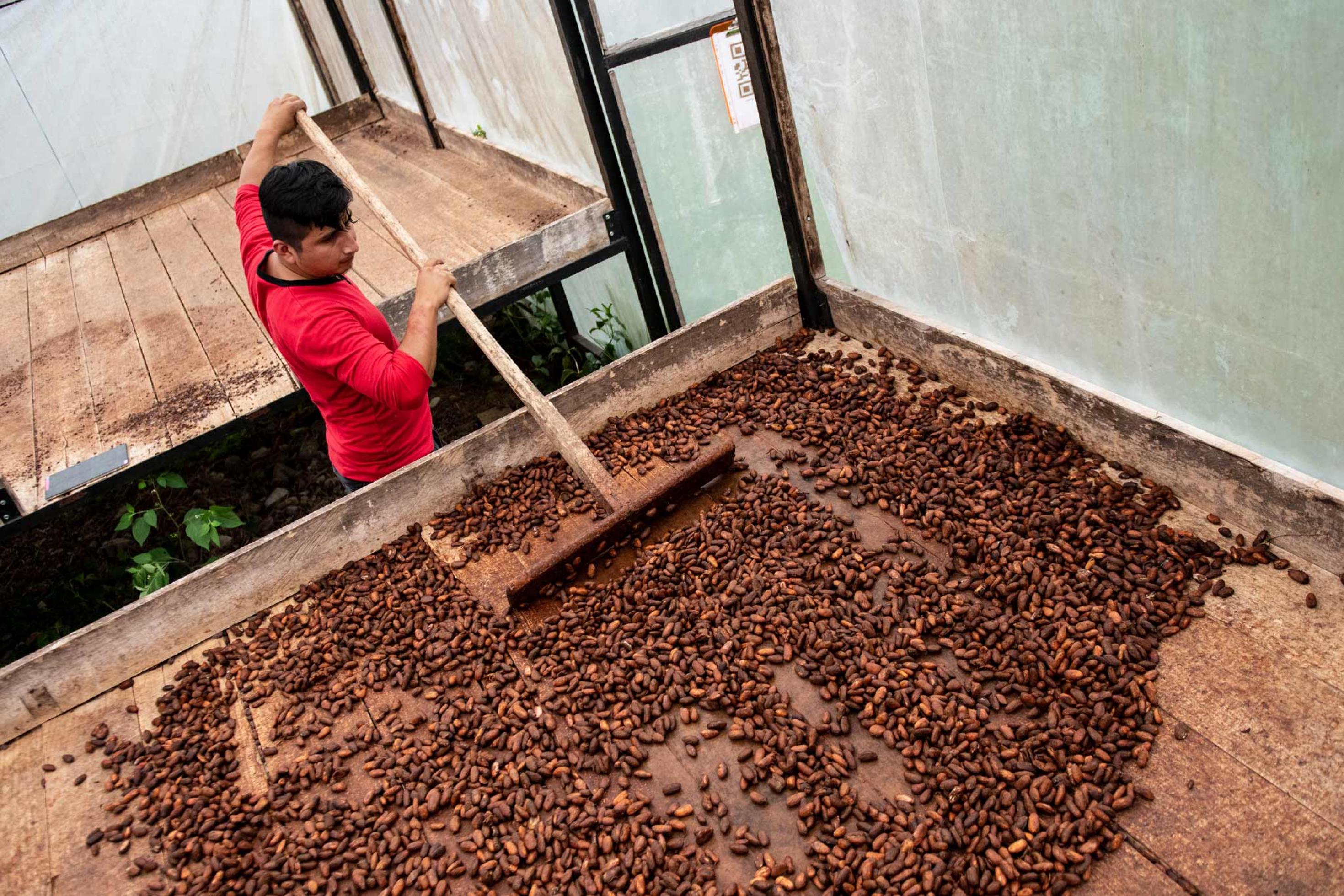 Sammelstellenleiter Alex Jiménez wendet Kakao-Bohnen zum Trocken, Kooperative APEOSAE, Panguintza/Ecuador.