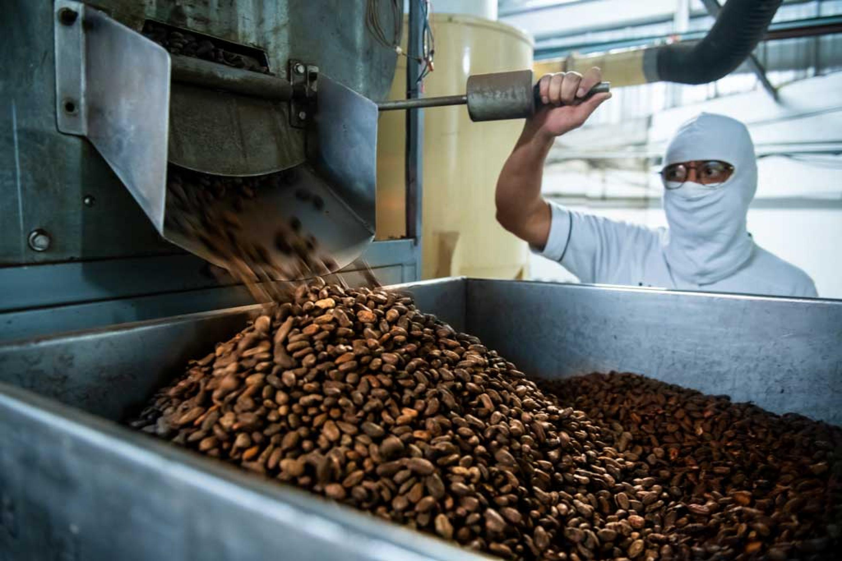 In einer Fabrik werden getrocknete Kakao-Bohnen zur Weiterverarbeitung in einen großen Behälter abgefüllt.