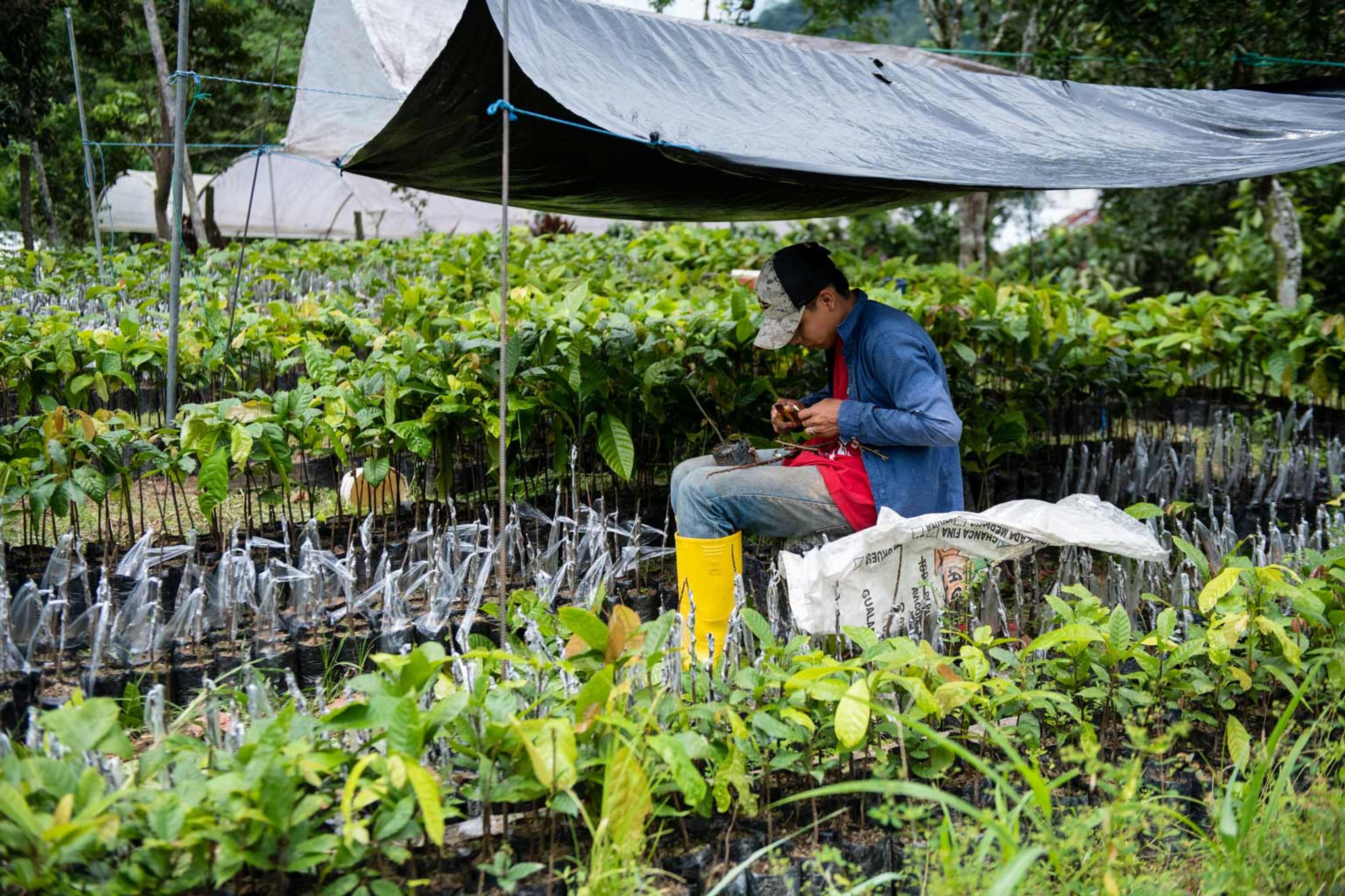 Junger Mann sitzt in mitten von Kakao-Setzlingen und veredelt dieses durch Pfropfen, Panguintza/Ecuador