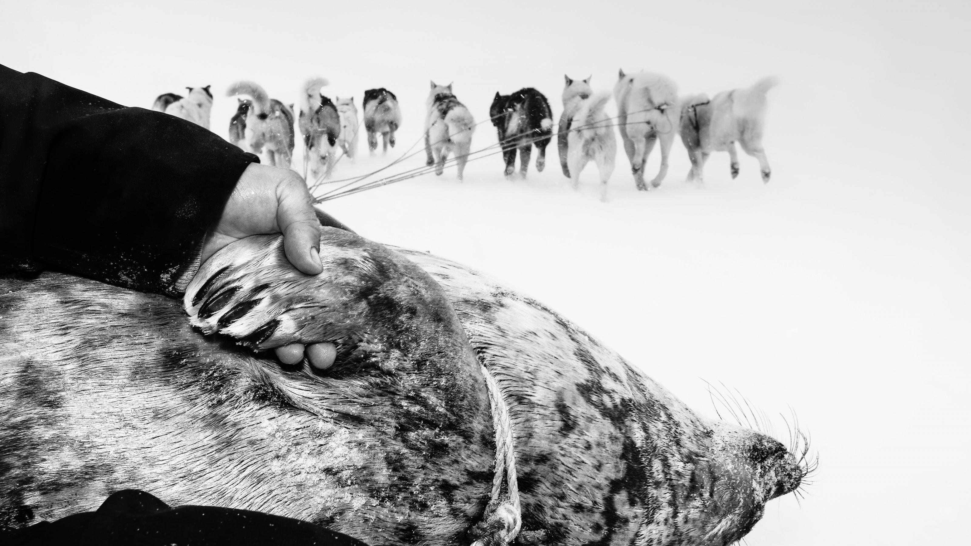 Schlittenhunde und eine Robbe in Grönland.