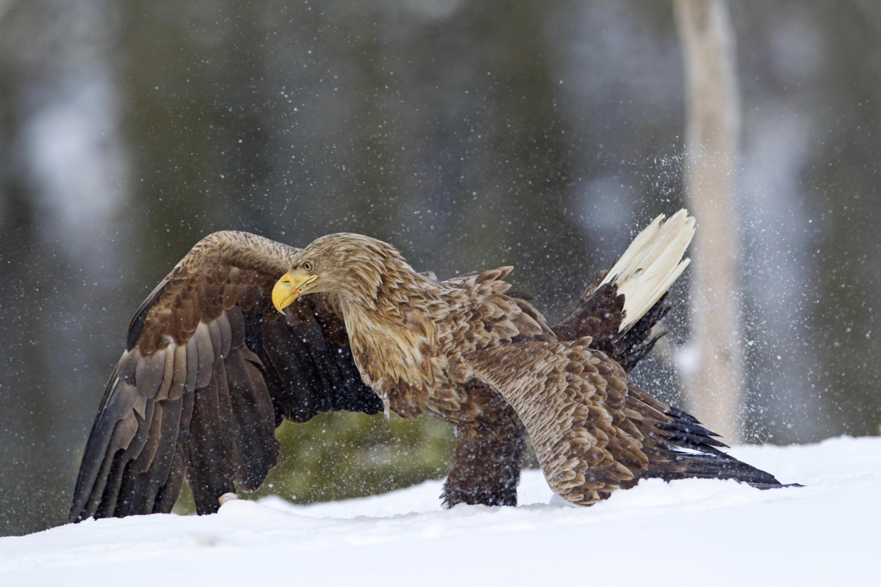 Ein Seeadler läuft durch tiefen Schnee, die Flügel erhoben.