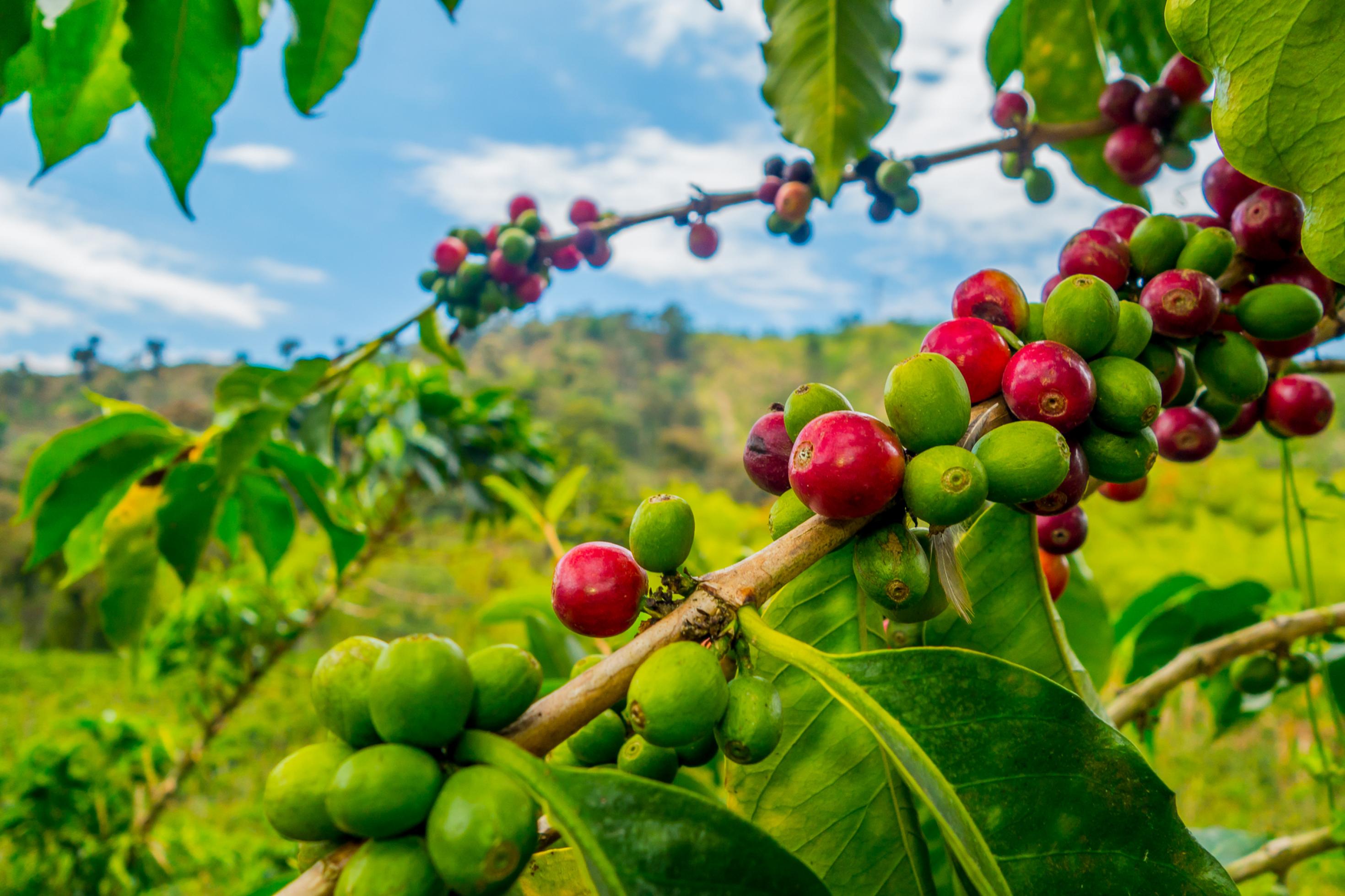 Grüne und rote Kaffeefrüchte an einem Strauch in einer weiten subtropischen Landschaft.