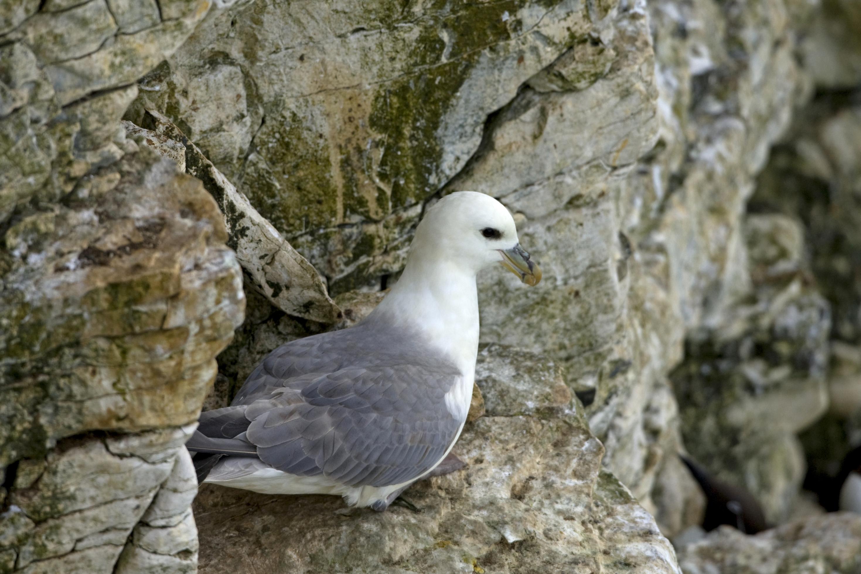 Ein brütender Eissturmvogel an einem Felsen