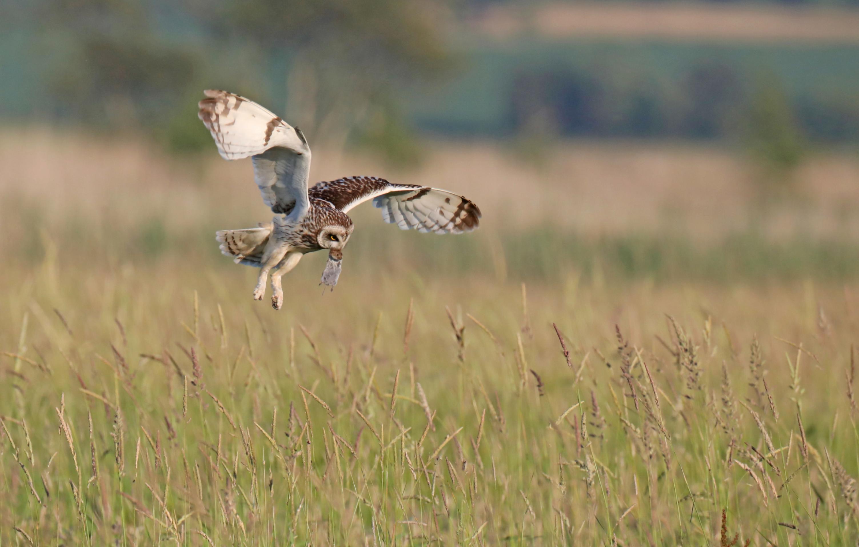 Eine Sumpfohreule fliegt mit einer Maus im Schnabel niedrig über eine Wiese