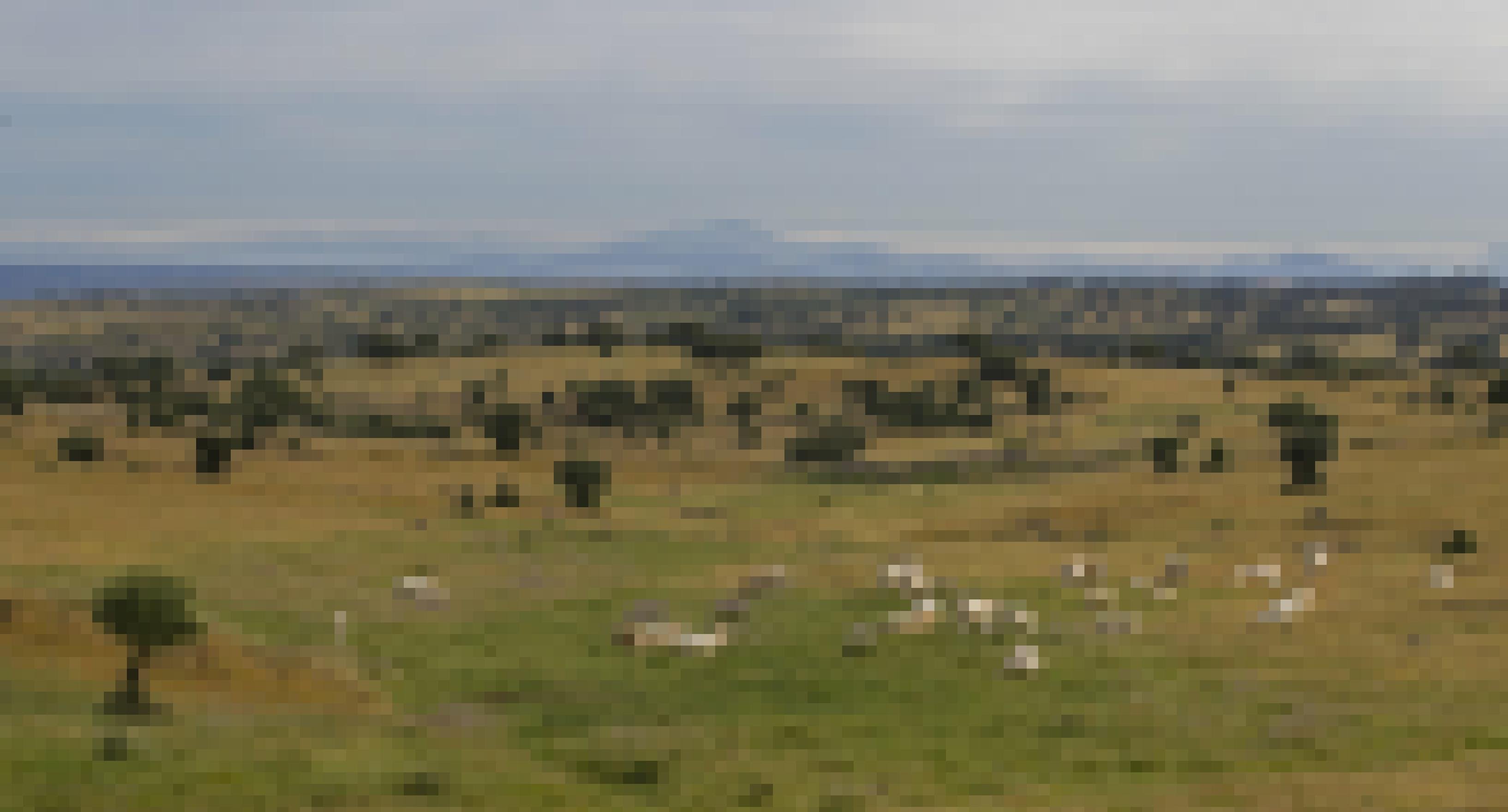 Landschaftsbild aus der Extremadura: Kühe weiden auf einer weiten Wiese, im Hintergrund ein Gebirgszug