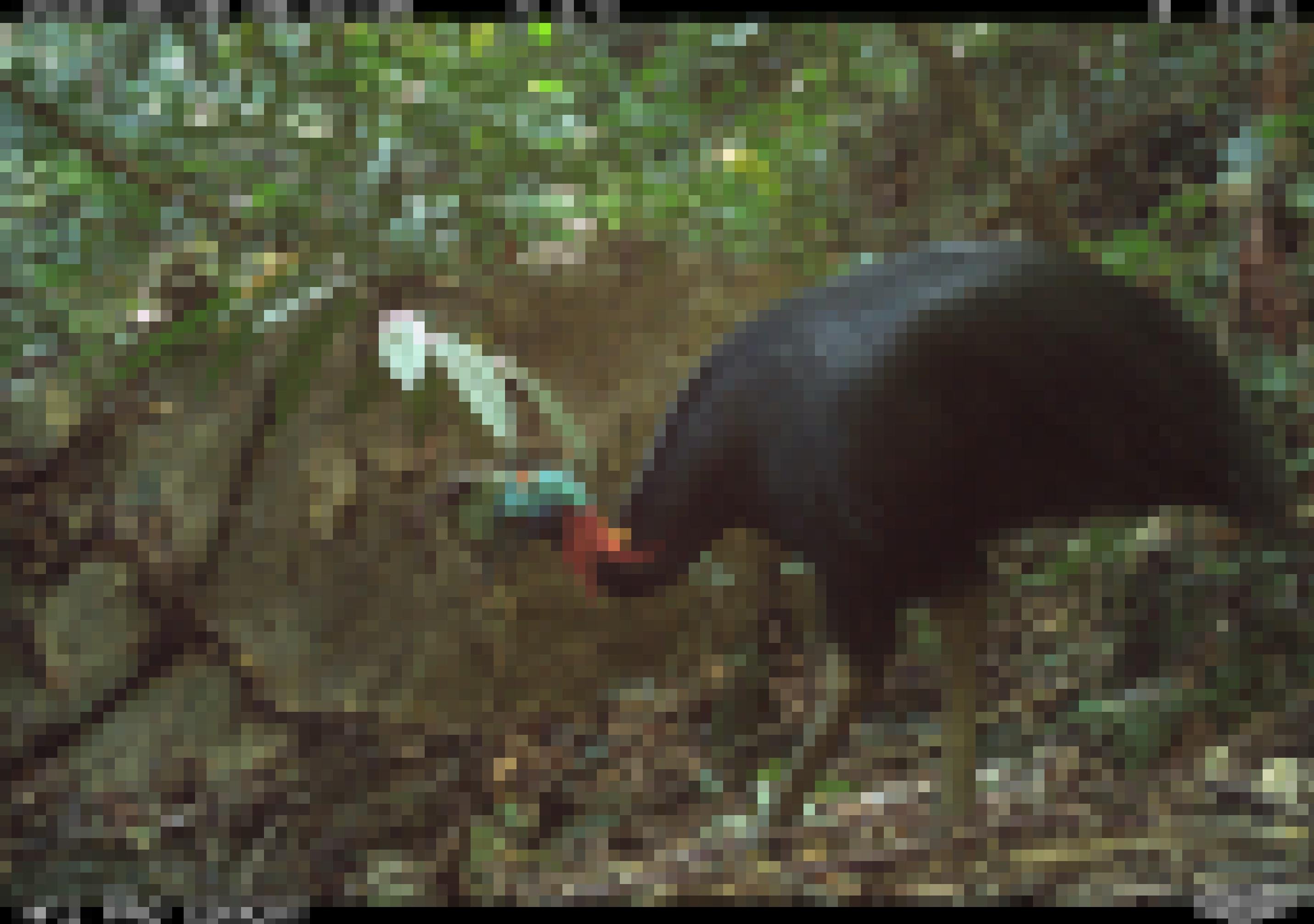 Ein großer Vogel mit schwarzem Körper und buntem Kopf.