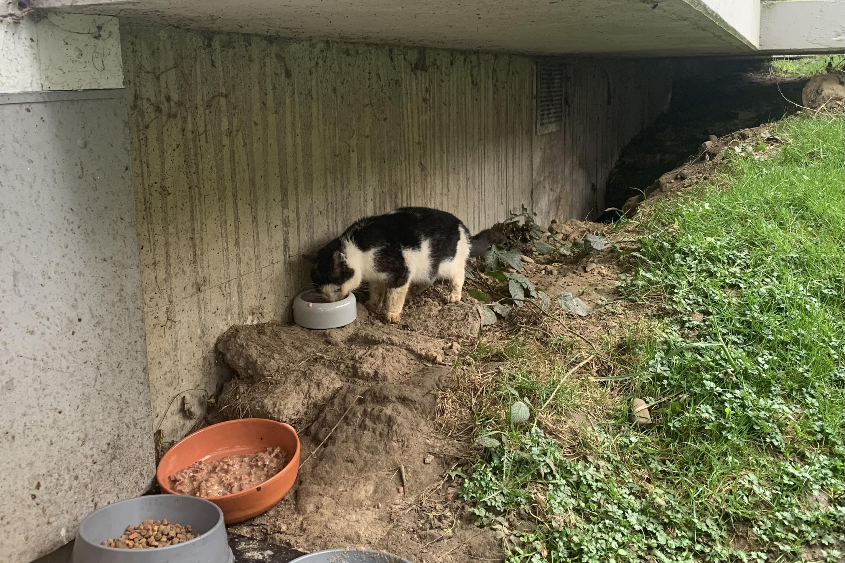 Eine dreckige, verletzte Katze frisst unter einem Balkon aus einem Napf.