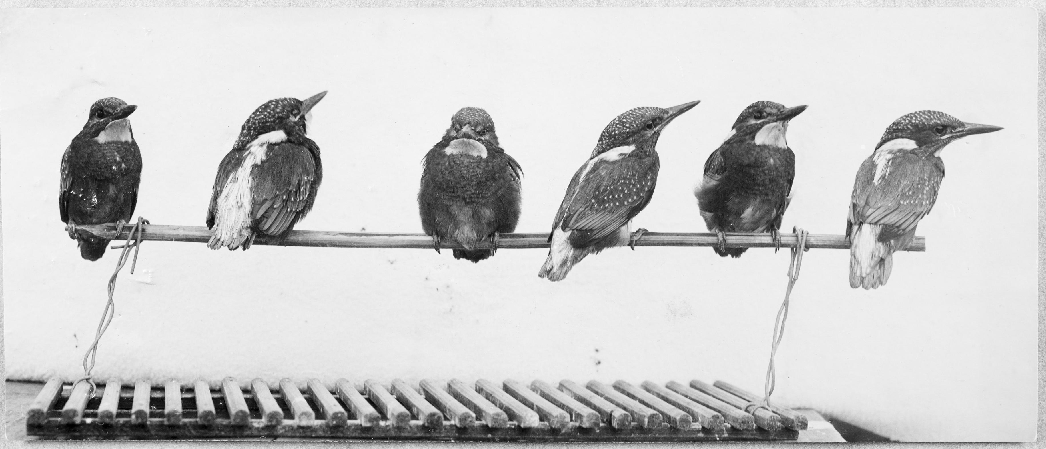 Das schwarz-weiß Foto zeigt sechs Eisvögel auf einer Stange.