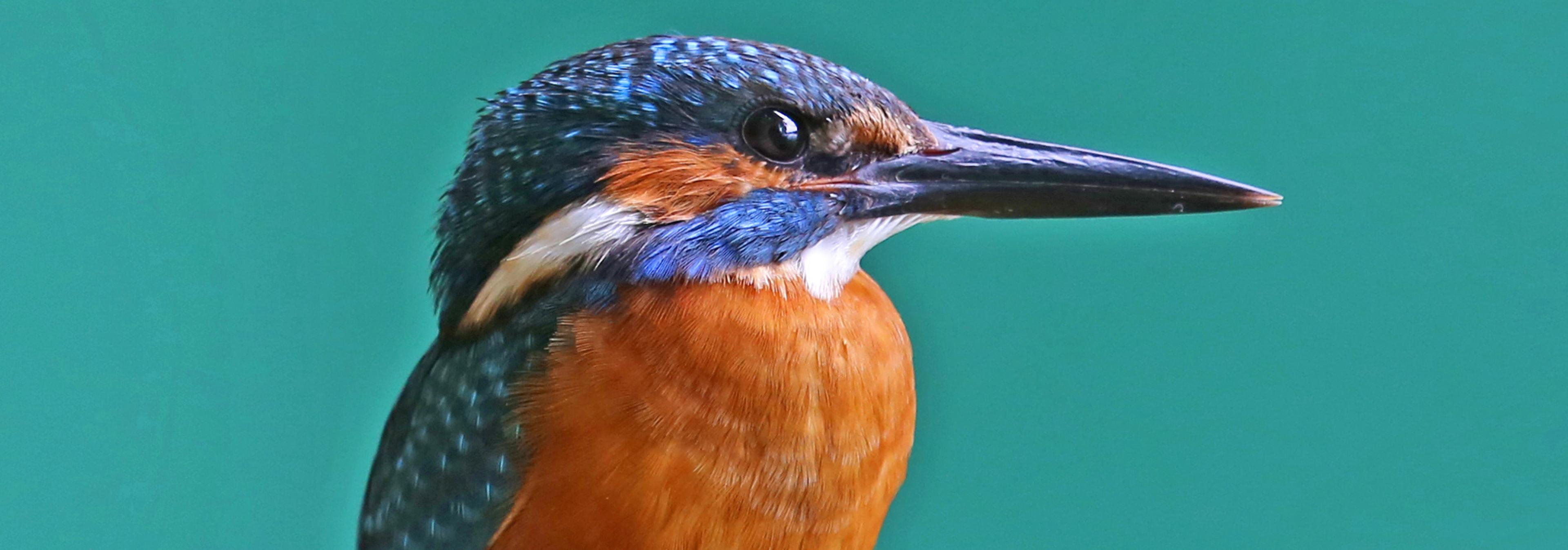 Ein Eisvogel vor grünem Hintergrund