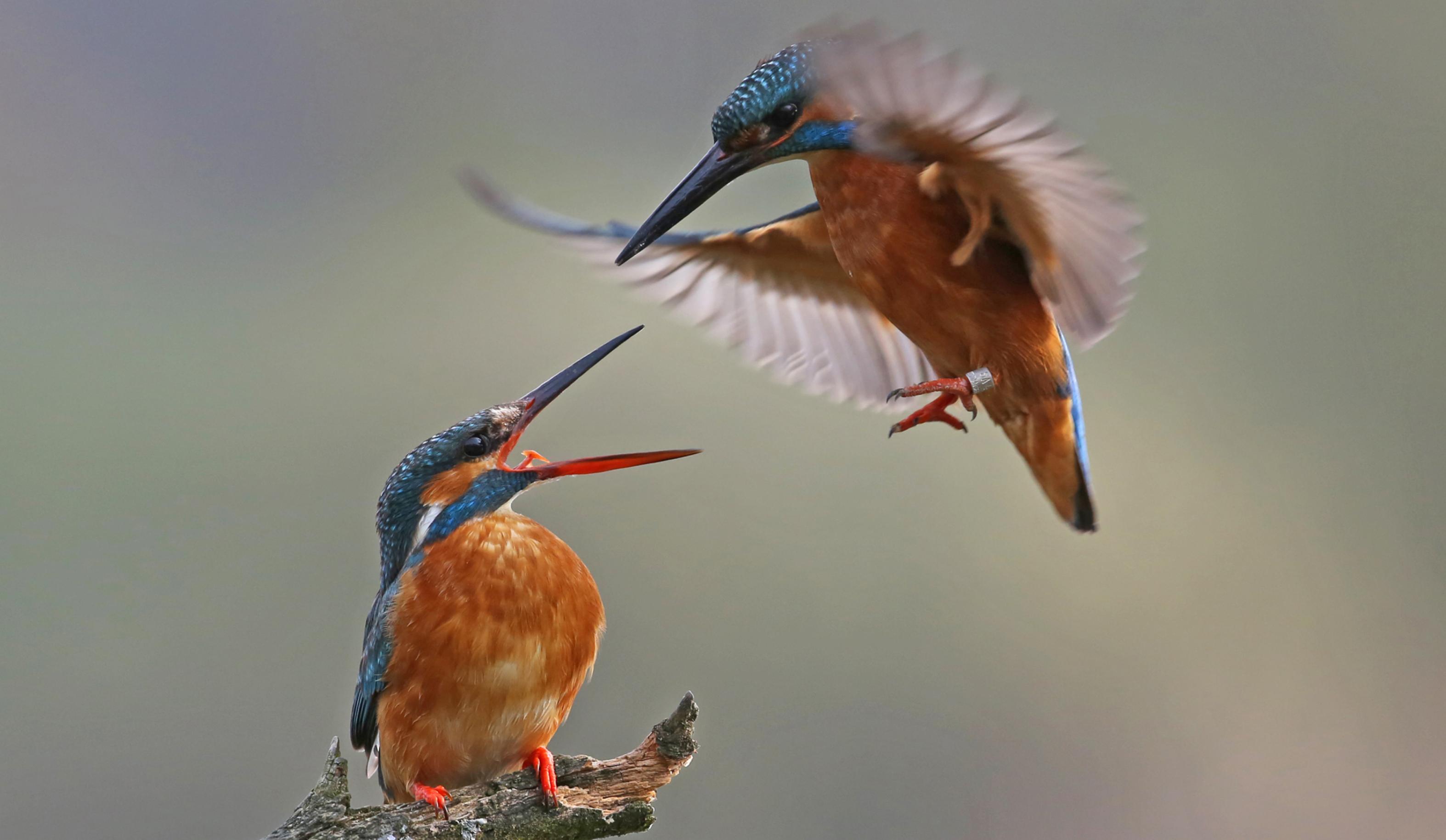 Zwei Eisvögel, einer von den beiden rüttelt in der Luft, vielleicht um den anderen zu füttern.