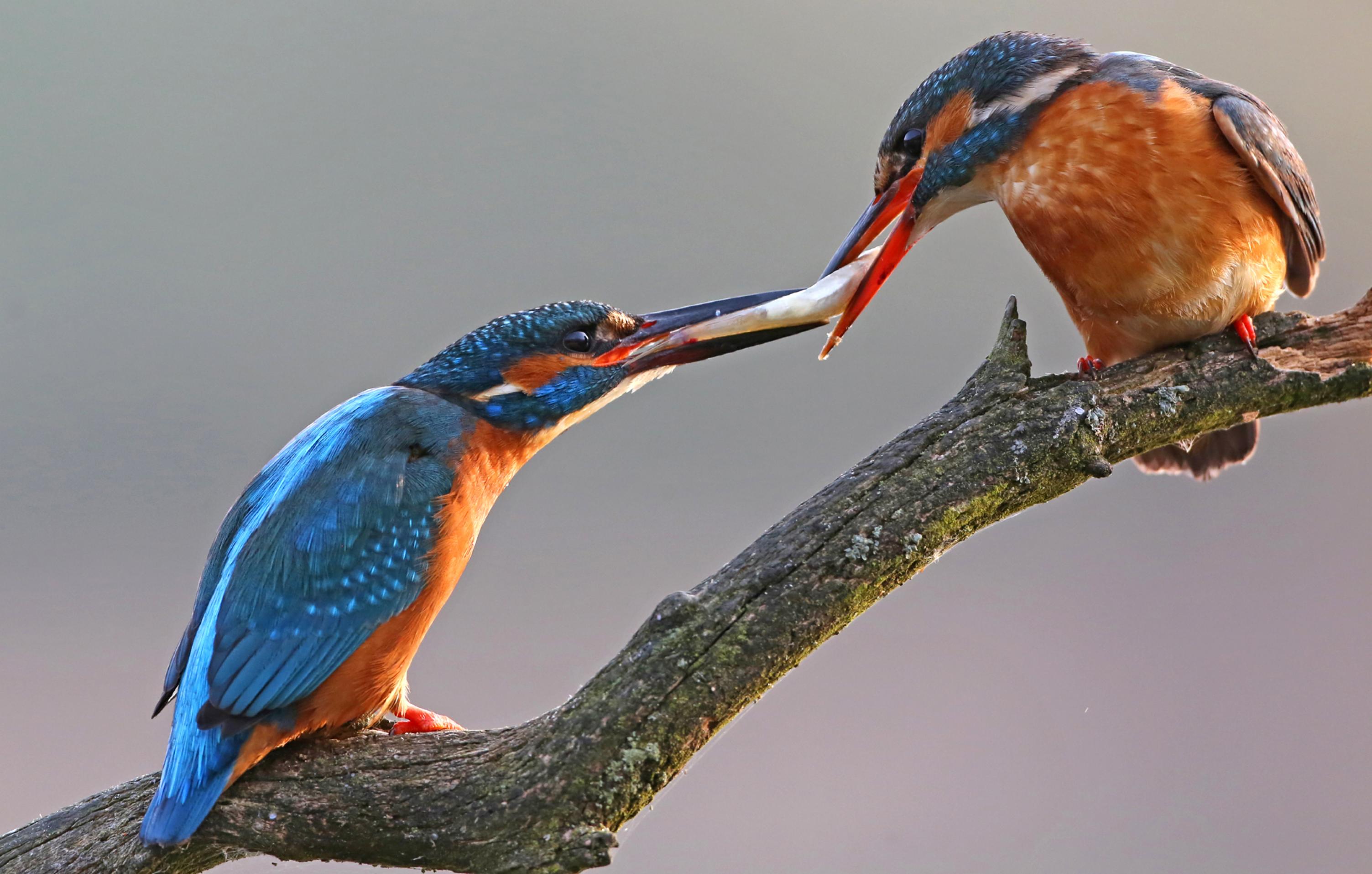 Ein Eisvogelpärchen bei der Übergabe eines kleinen Fisches