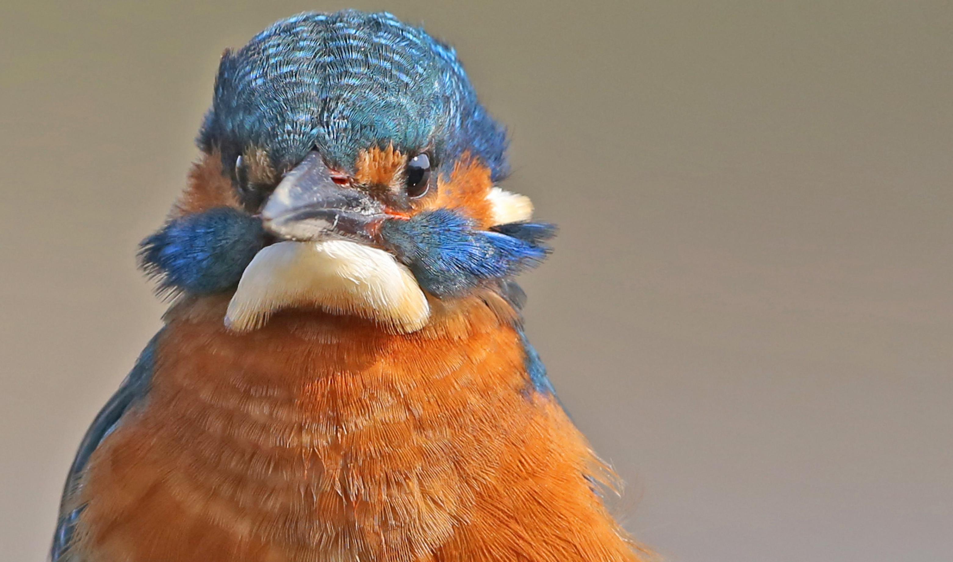 Nahaufnahme eines Eisvogels