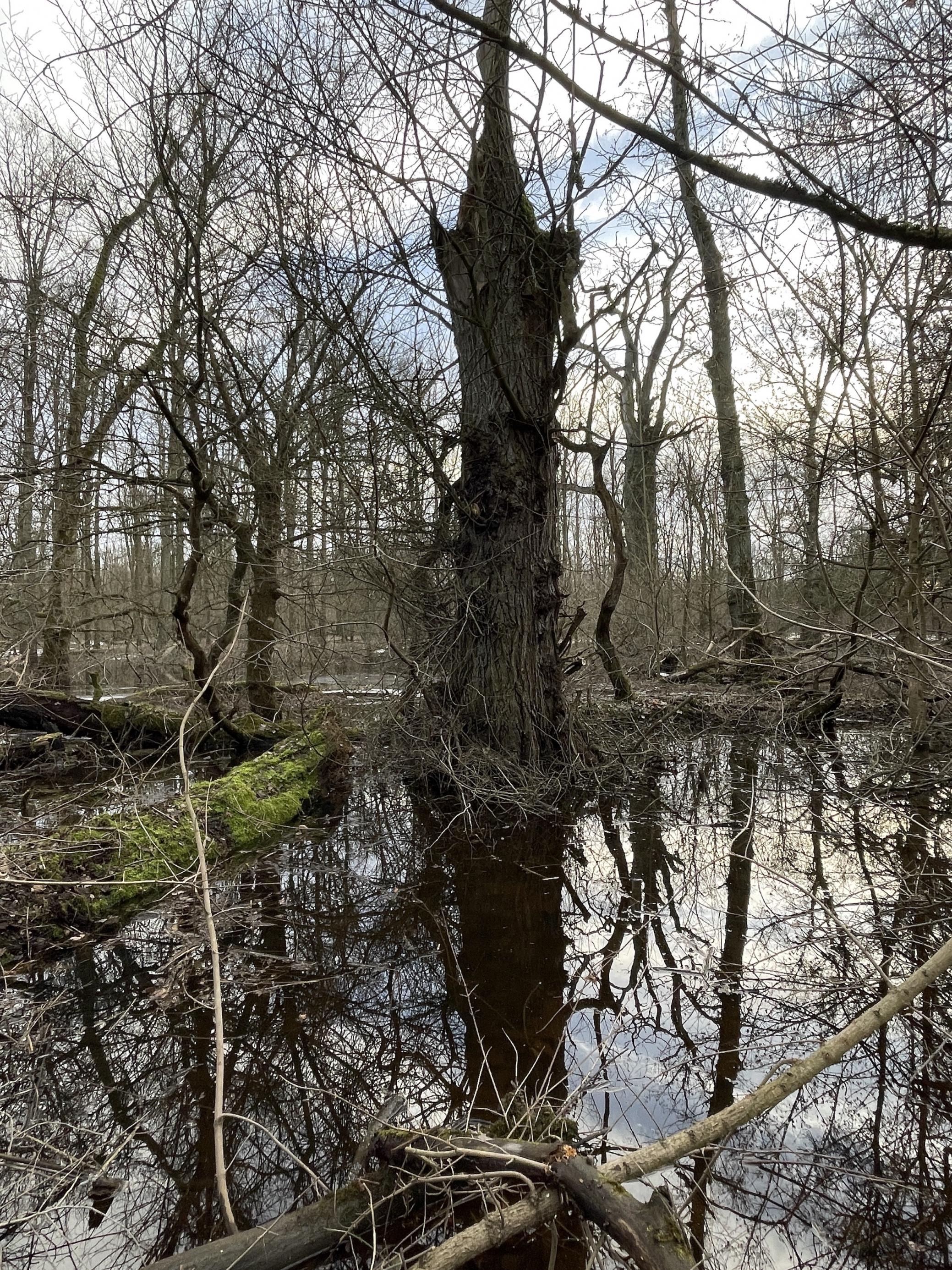 Große Eiche in wildwüchsigem Wald, der unter Wasser steht.