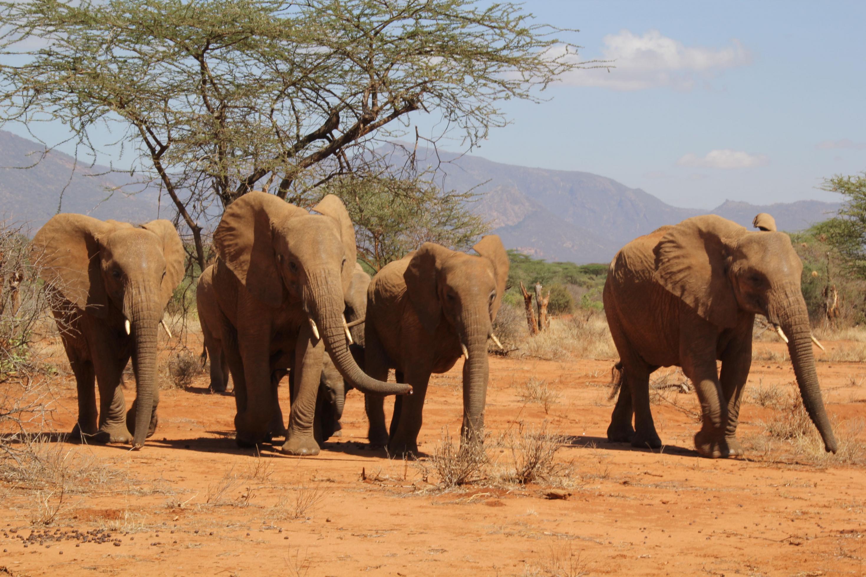 Vier Elefanten laufen über sandigen Boden.