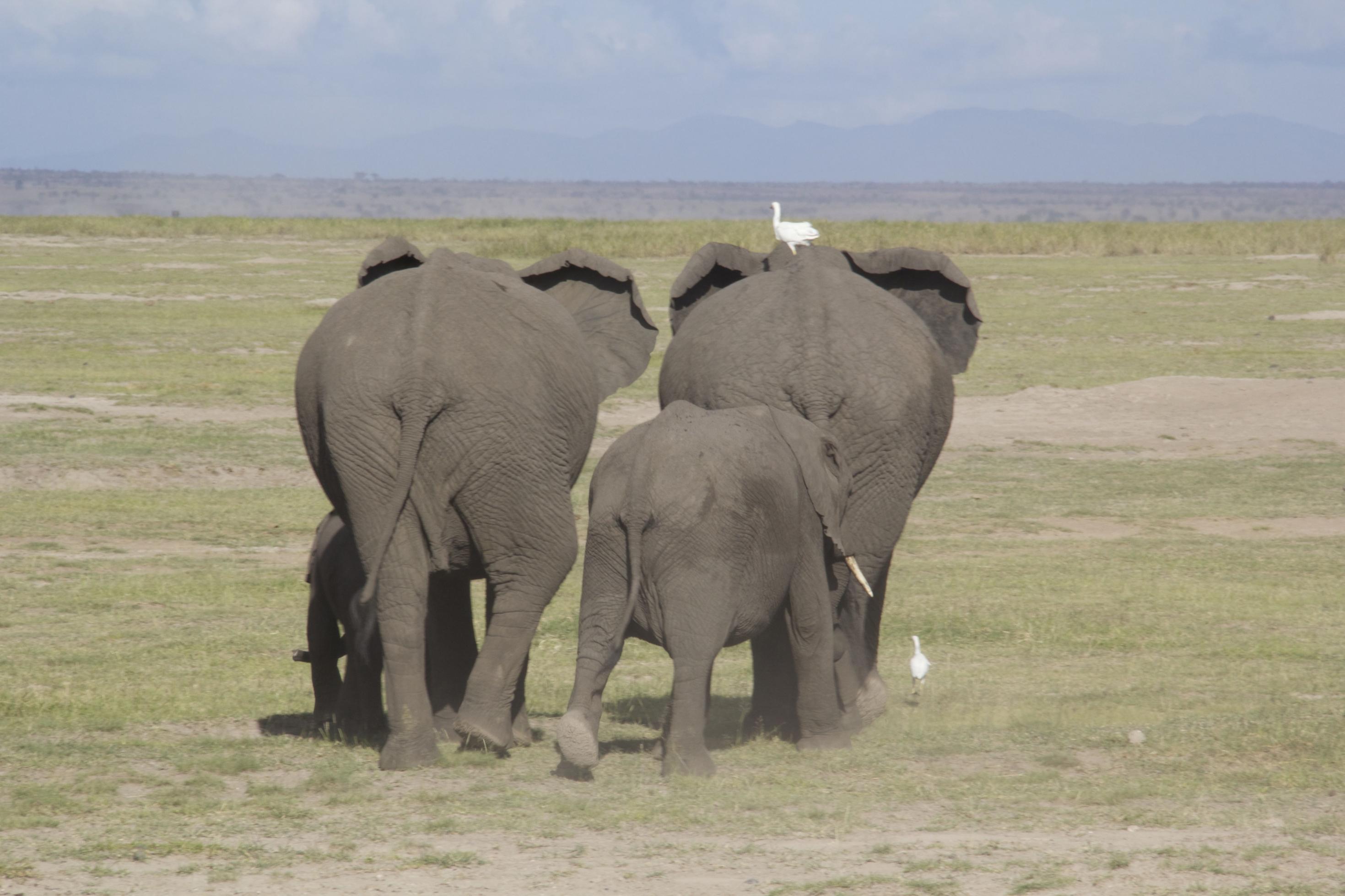 Kuhreiher reiten oft auf Elefanten, sie ernähren sich von Insekten, die für die Dickhäuter lästig sind -wie hier in einem kenianischen Naturschutzgebiet. Von dem „Deal“ profitieren beide Seiten.
