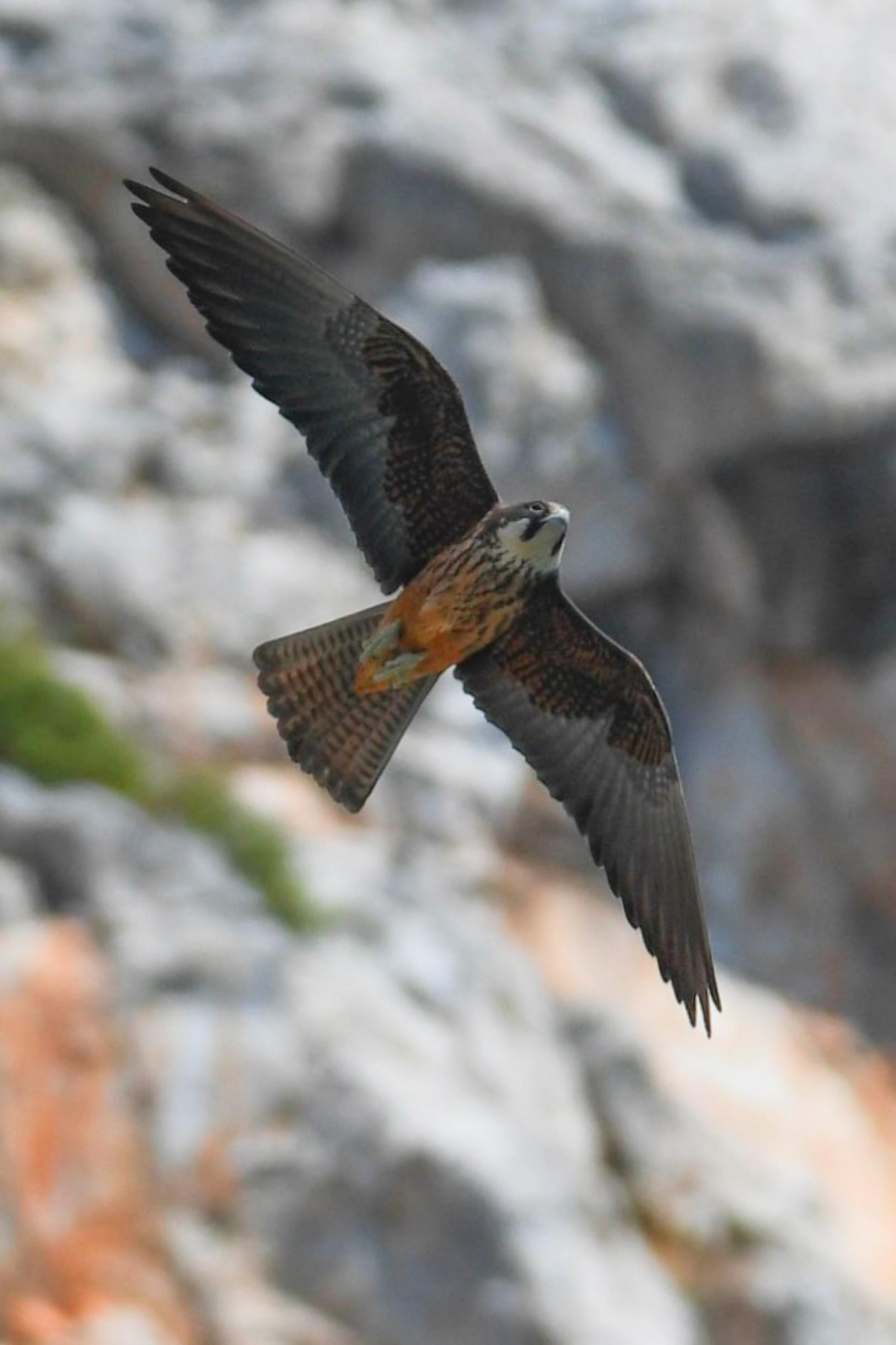 Ein braun-grau gefiederter Falke fliegt mit ausgebreiteten Flügeln vor einer Felswand