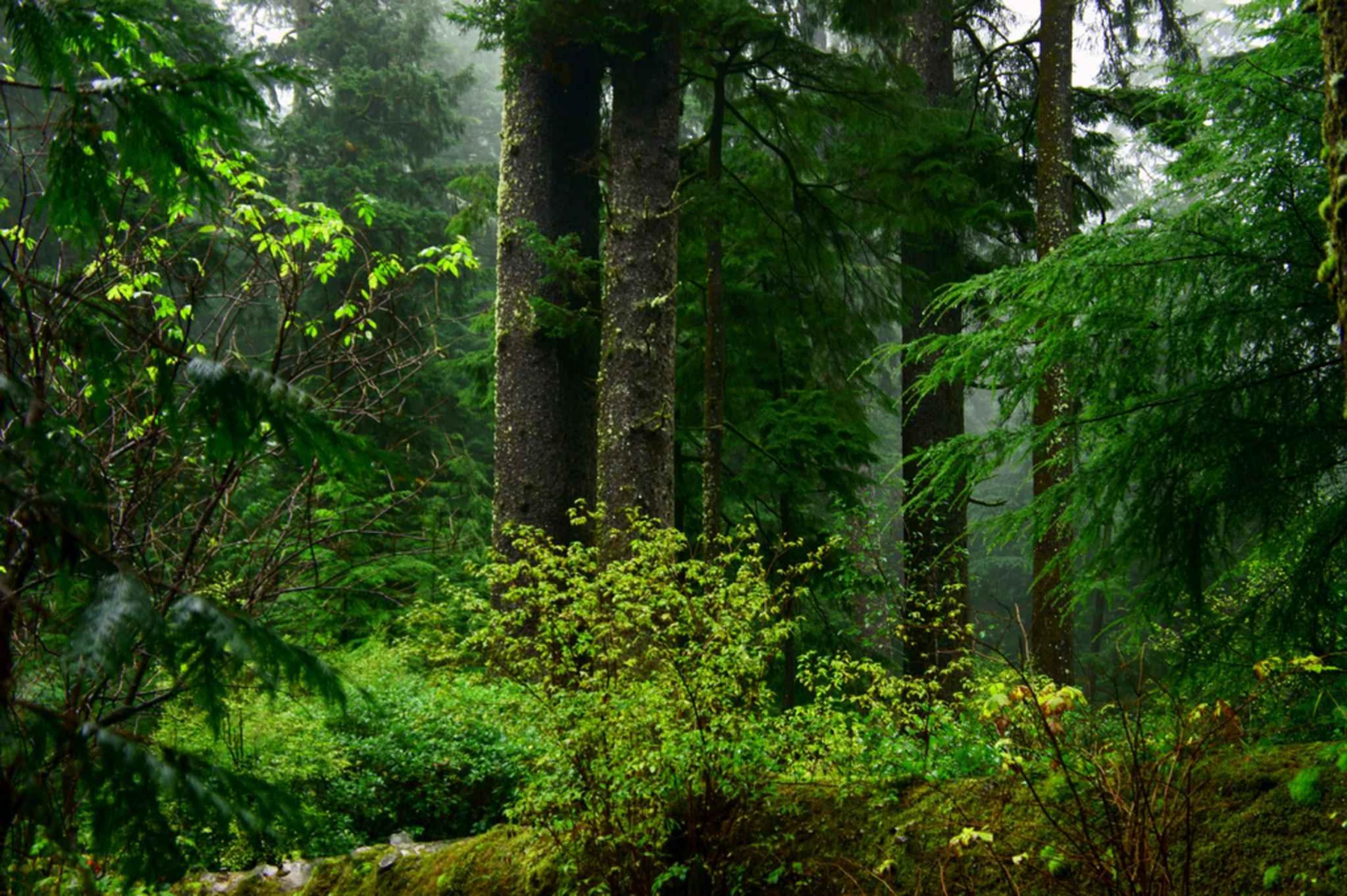 Wald mit mehreren dicken Nadelbäumen, davor ein umgestürzter, mit Moos bewachsener Stamm