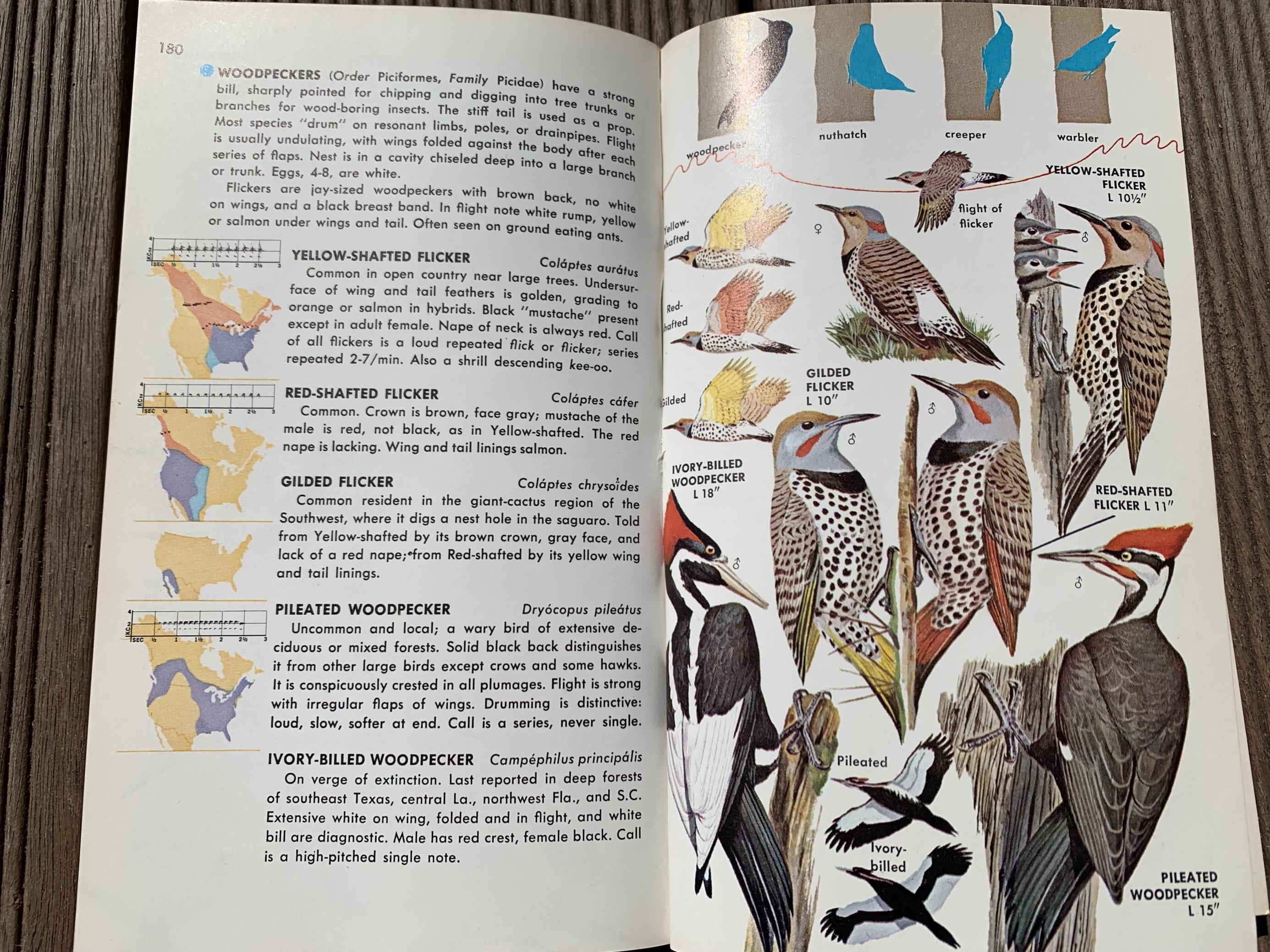 Aufgeschlagene Doppelseite aus Vogelbestimmungsbuch, mit Bildtafel und Verbreitungskarten
