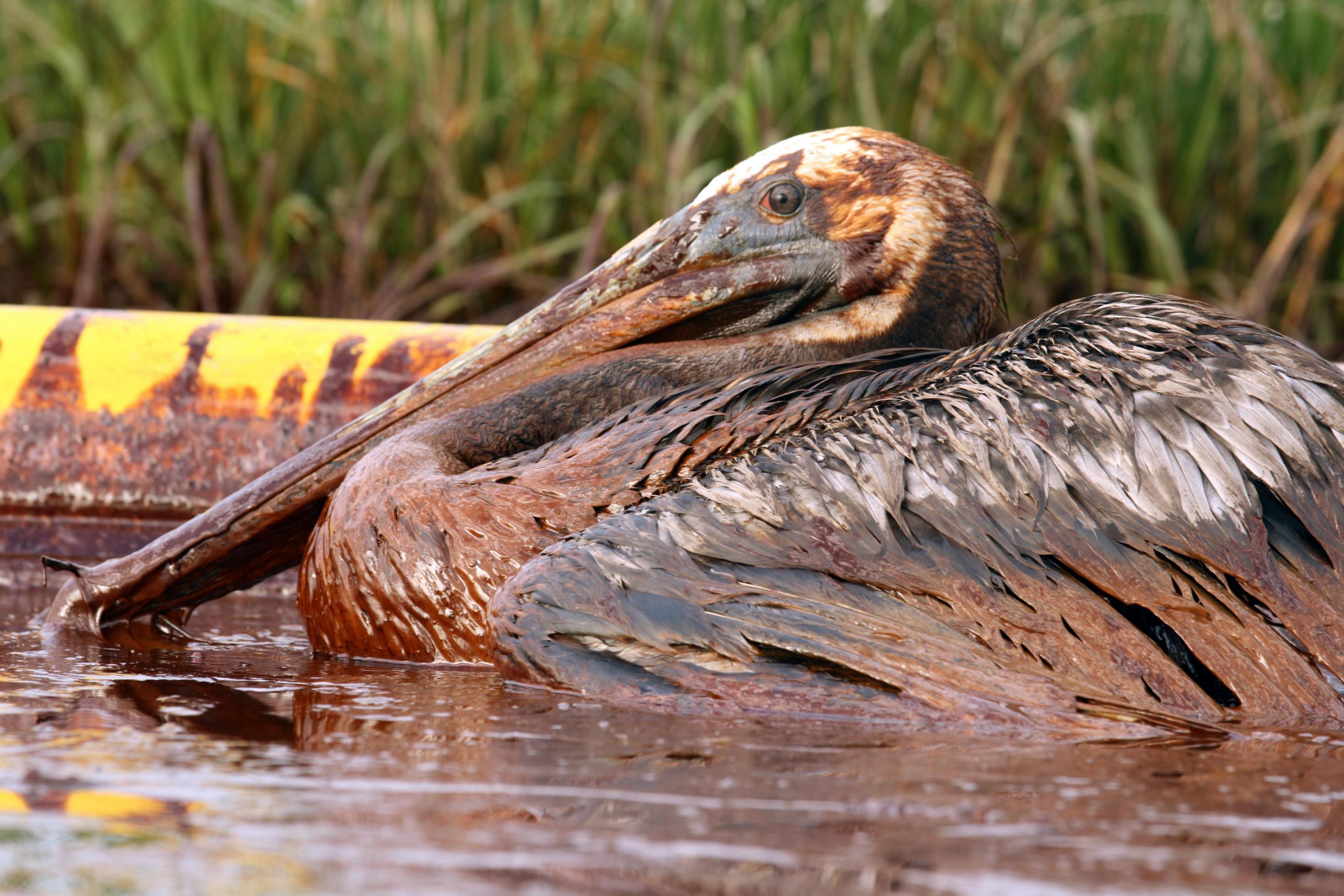 Das Foto zeigt einen Pelikan mit ölverklebtem Gefieder an der Küste von Louisiana.