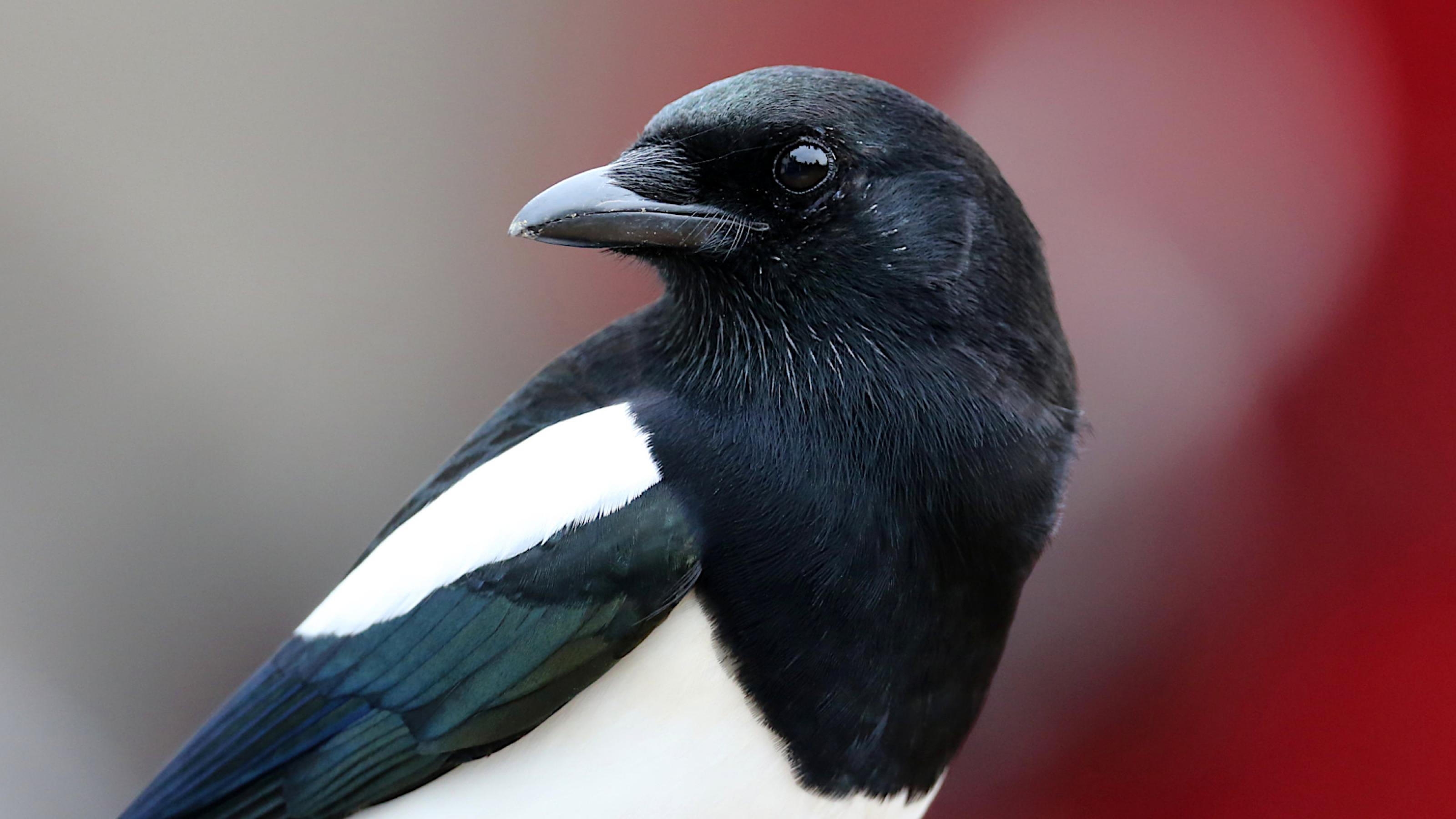 Ein schwarz-weißer Vogel schaut in die Kamera.